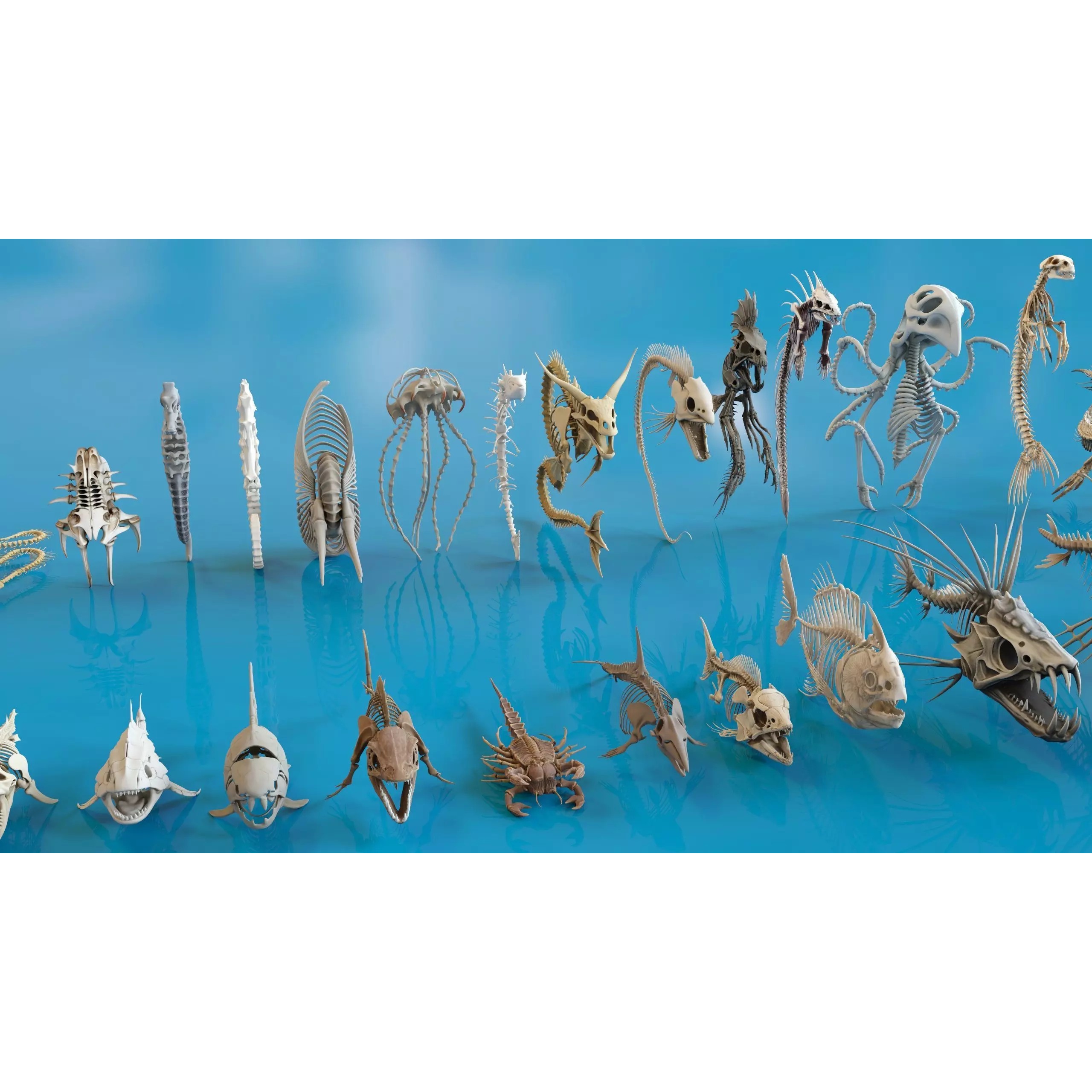 Fish and Underwater Creatures Skeleton Collection - Low-Poly 3D Model - View 17