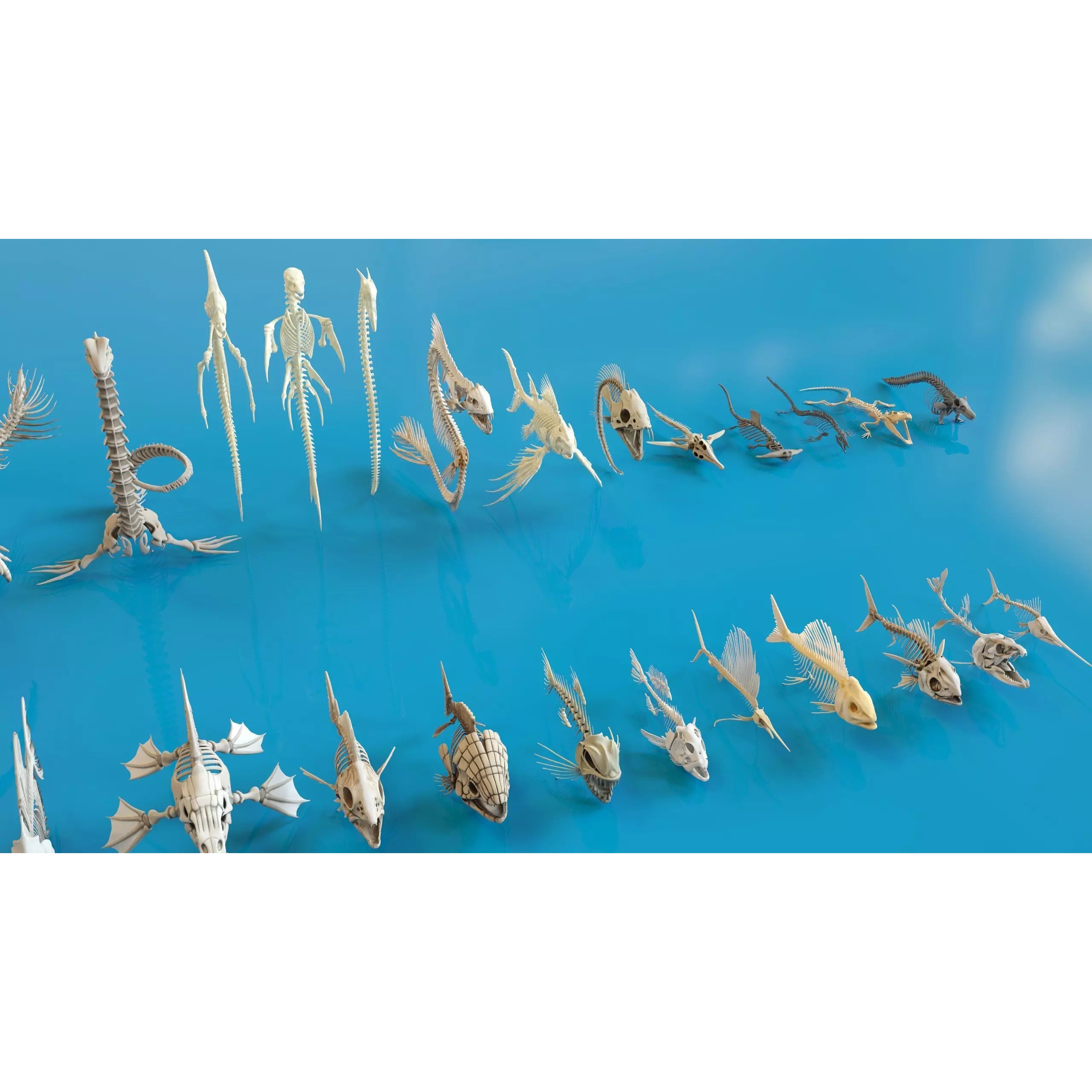 Fish and Underwater Creatures Skeleton Collection - Low-Poly 3D Model - View 19