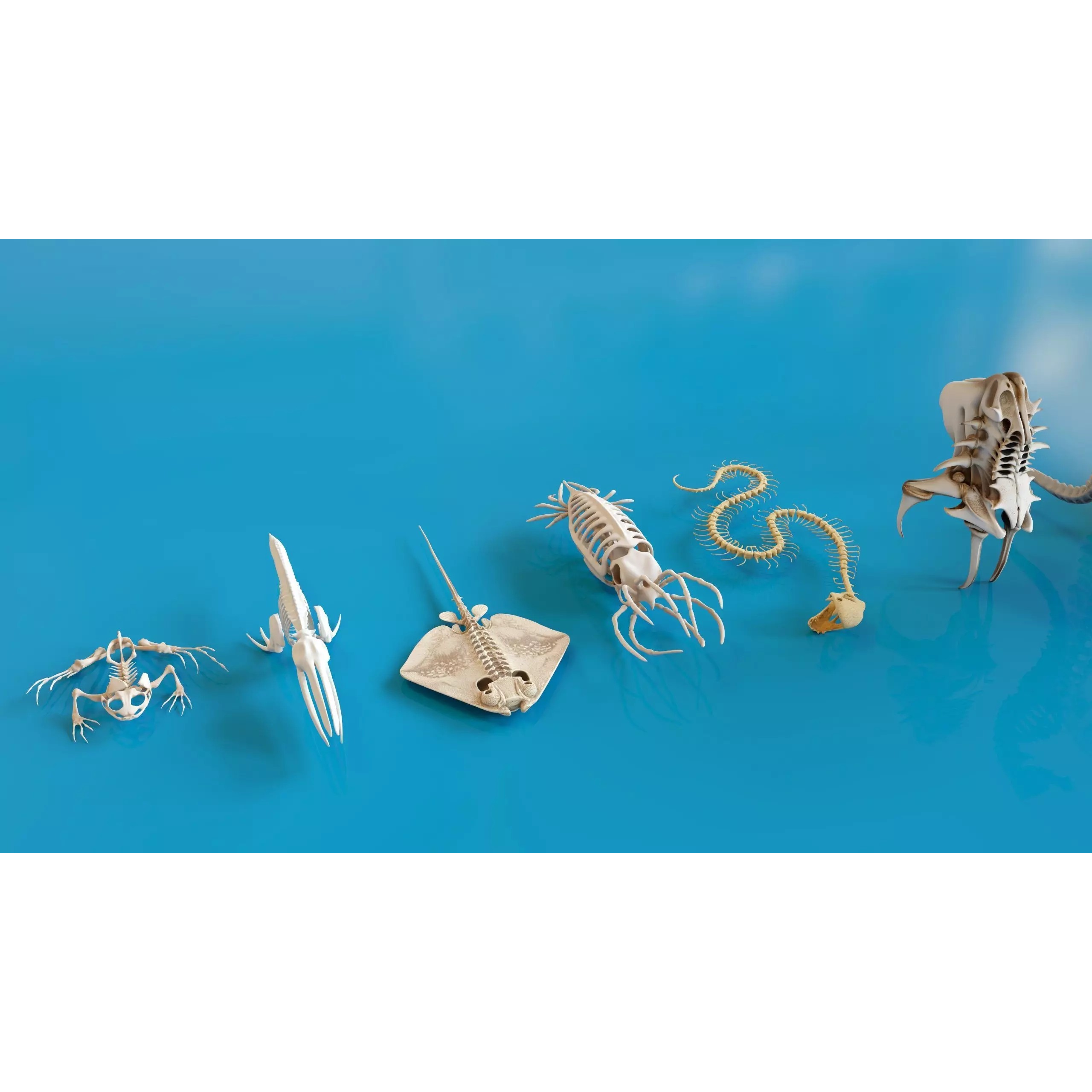 Fish and Underwater Creatures Skeleton Collection - Low-Poly 3D Model - View 20