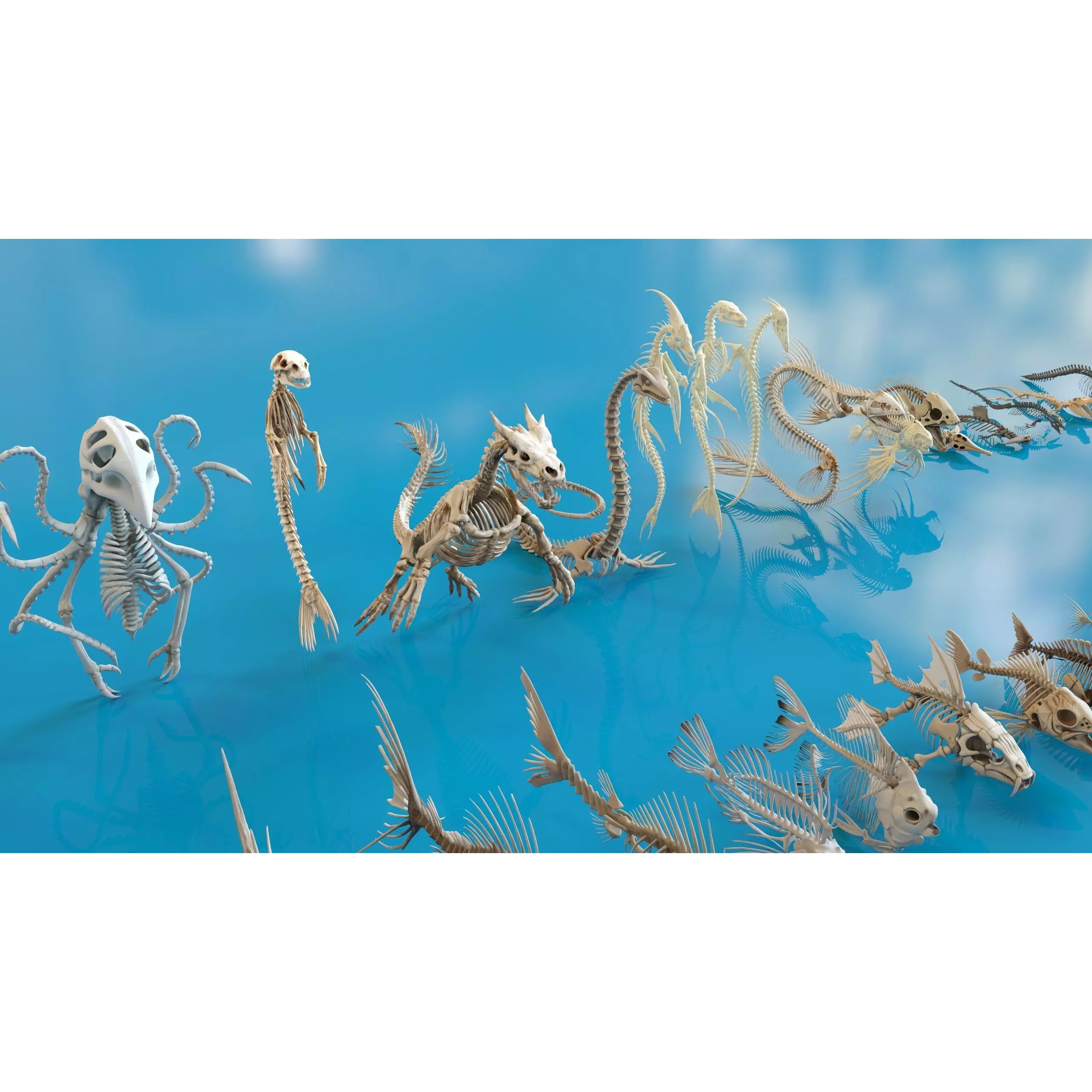 Fish and Underwater Creatures Skeleton Collection - Low-Poly 3D Model - View 24