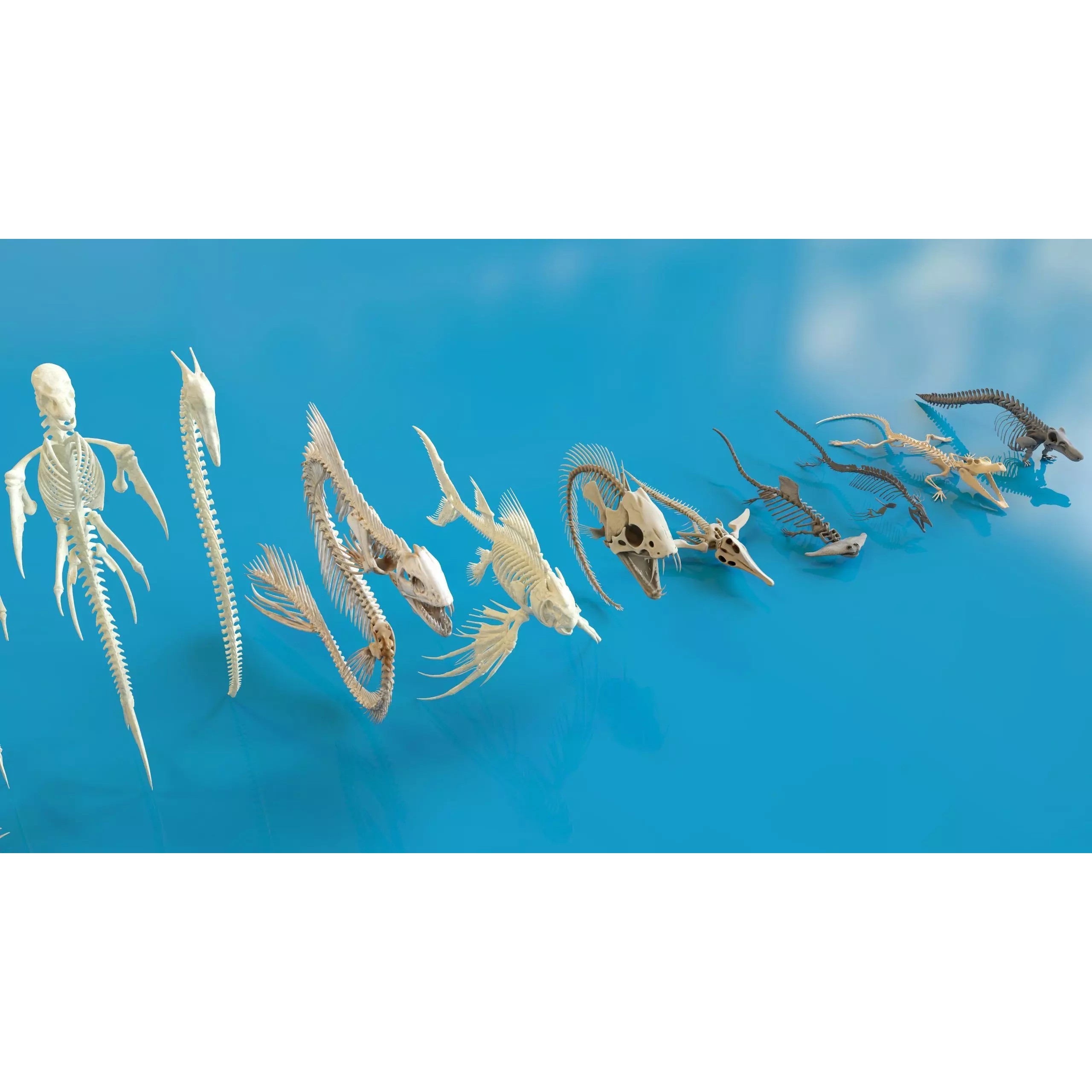 Fish and Underwater Creatures Skeleton Collection - Low-Poly 3D Model - View 25