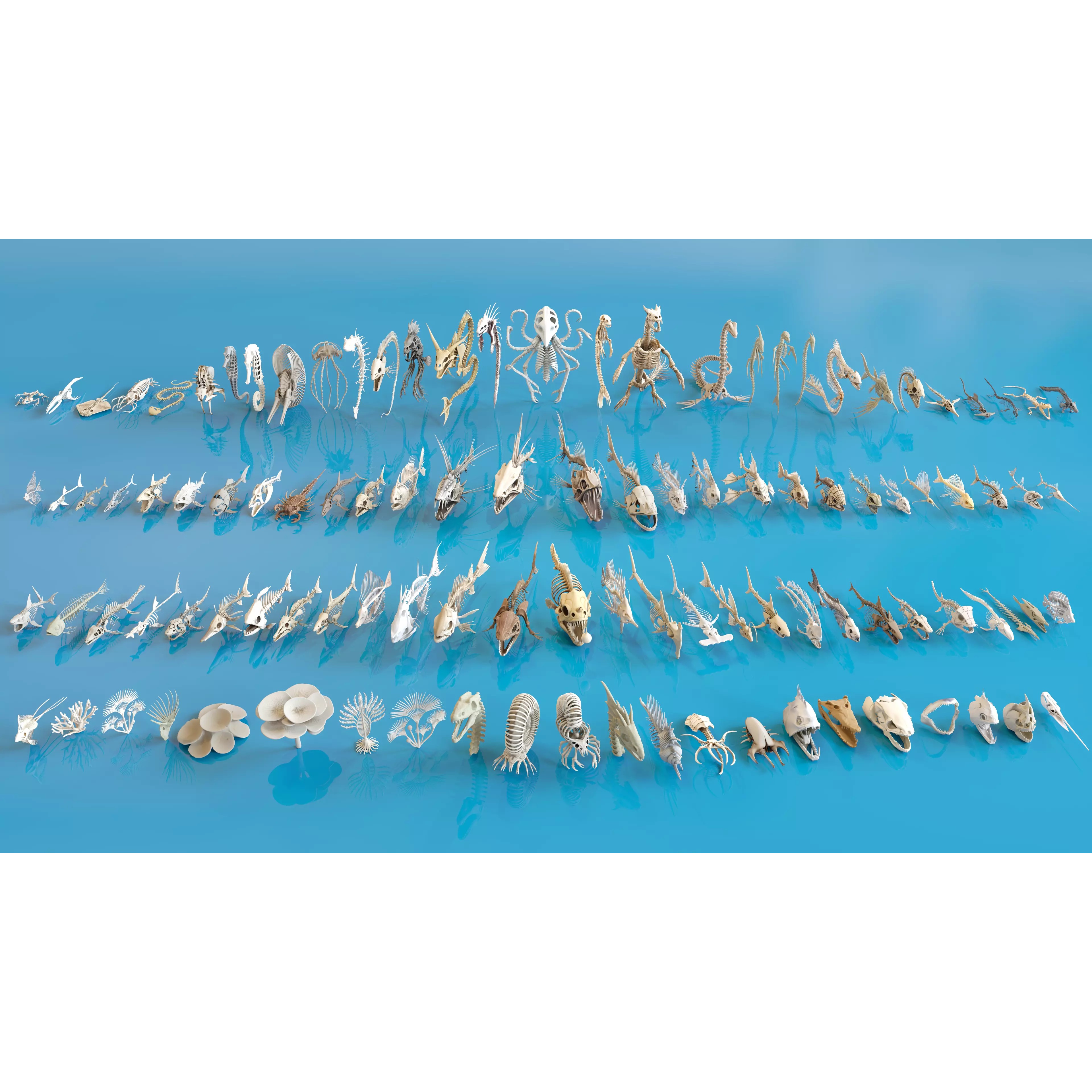 Fish and Underwater Creatures Skeleton Collection - Low-Poly 3D Model - View 26