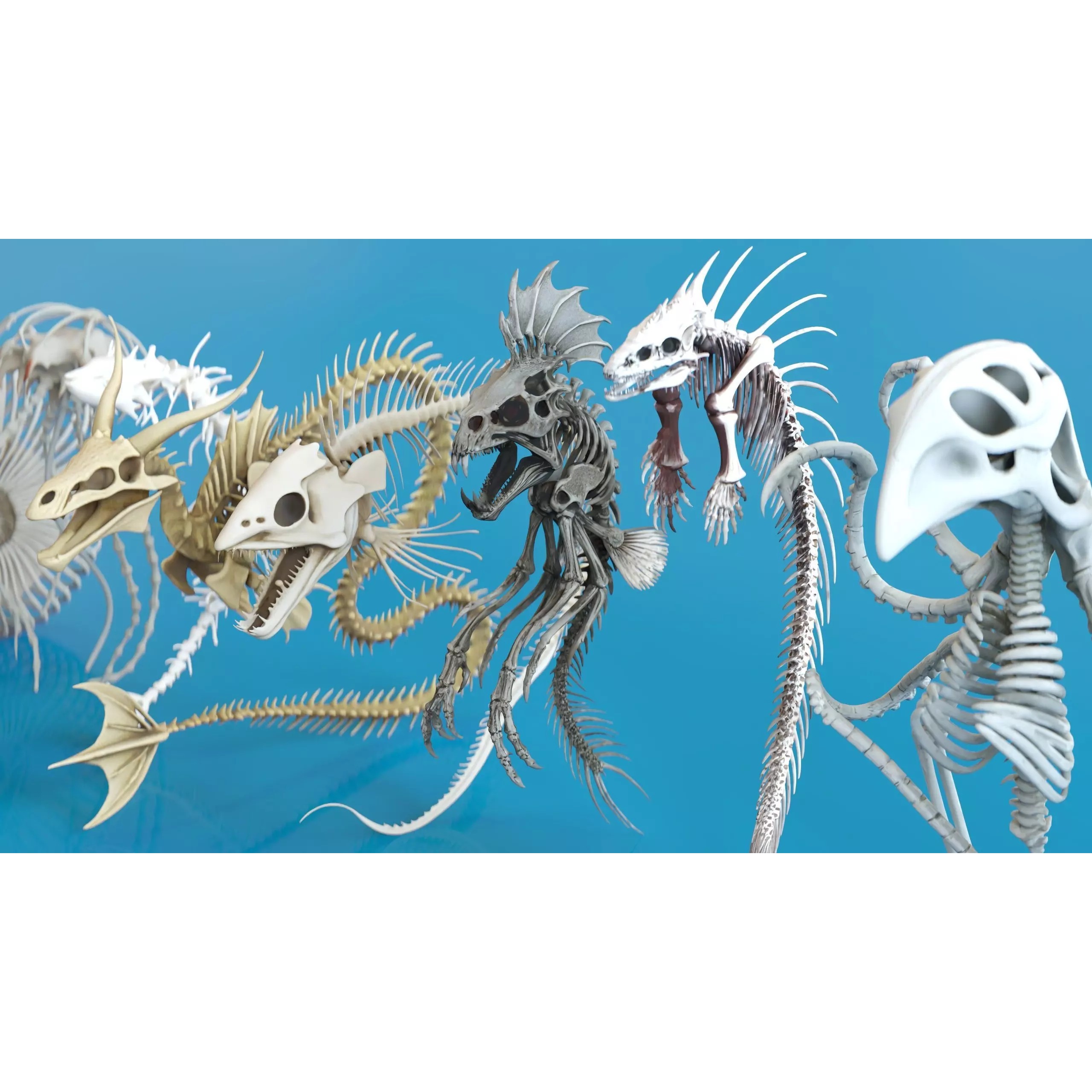 Fish and Underwater Creatures Skeleton Collection - Low-Poly 3D Model - View 6