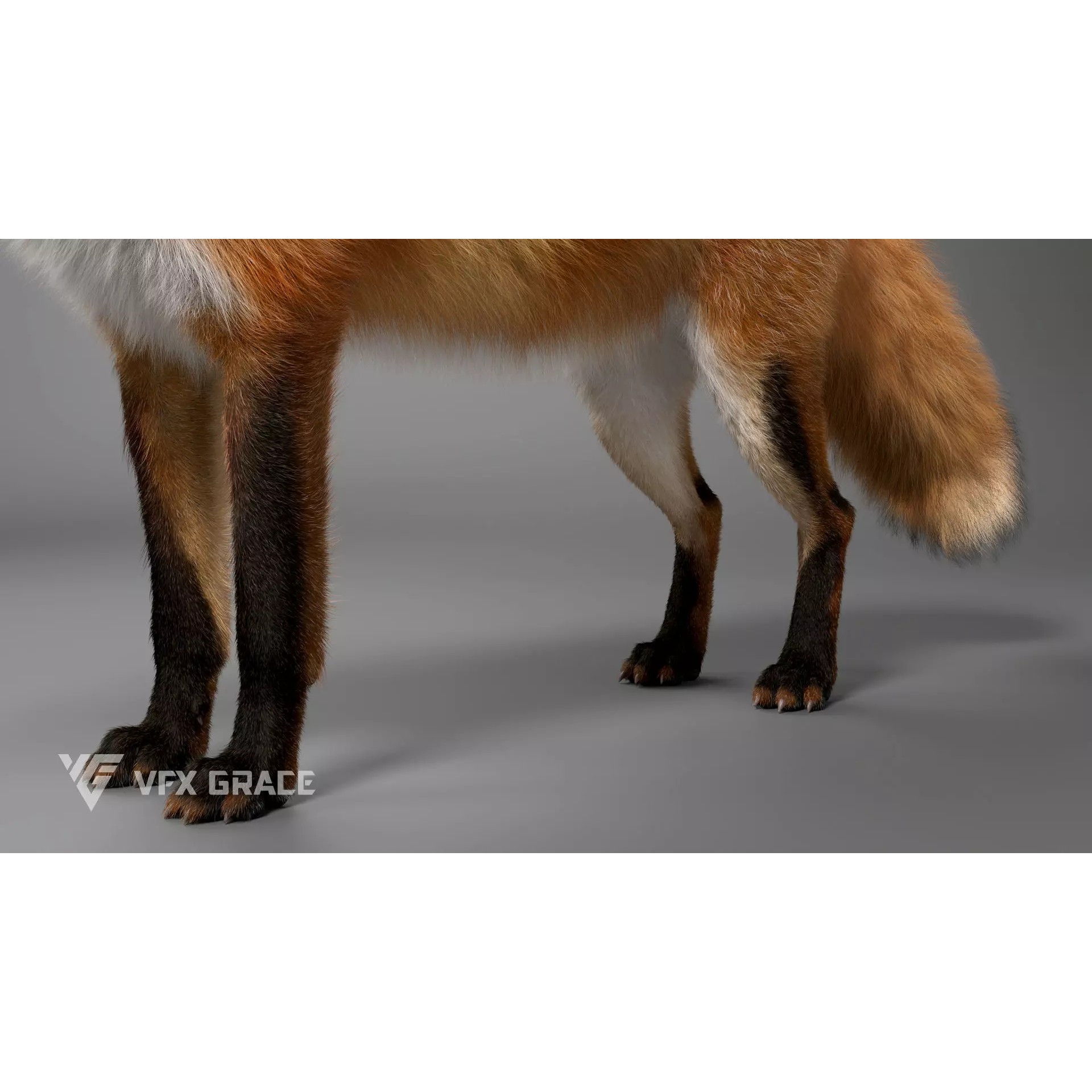 Red Fox Rigged - Game-Ready 3D Model - View 10