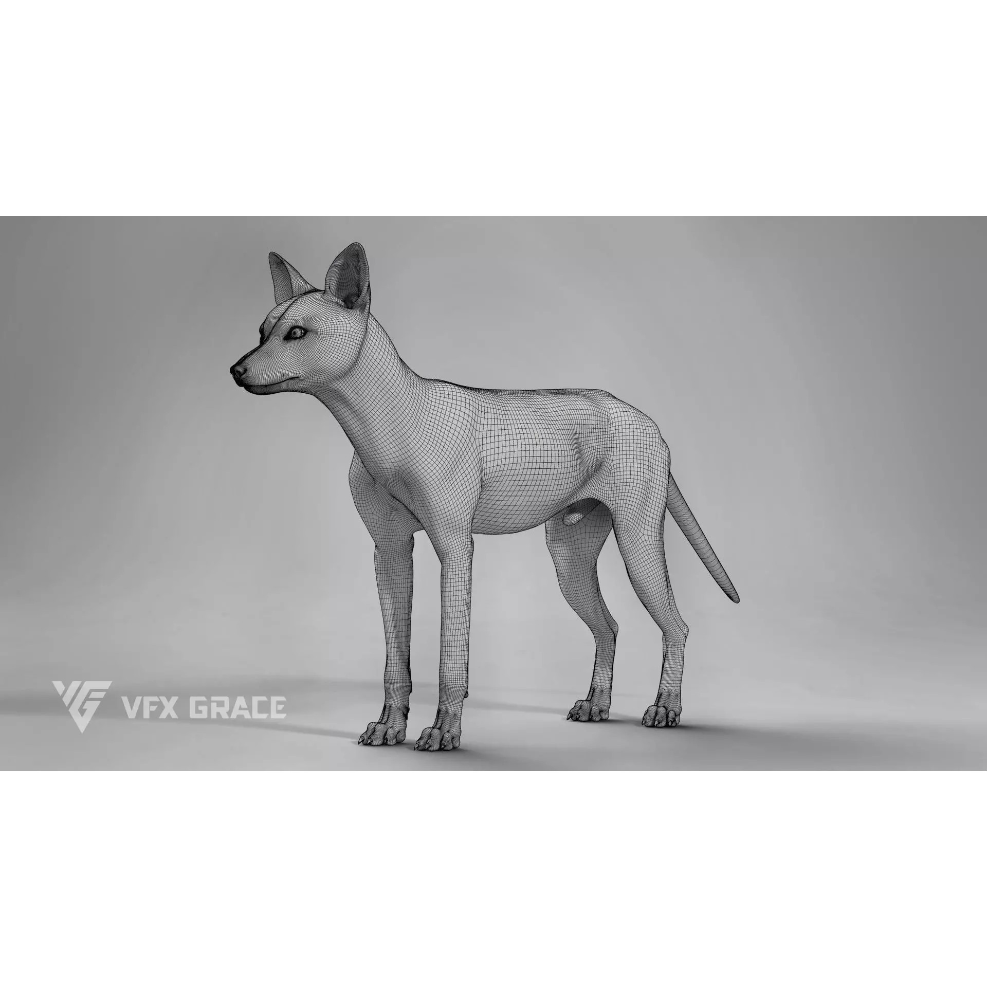 Red Fox Rigged - Game-Ready 3D Model - View 17