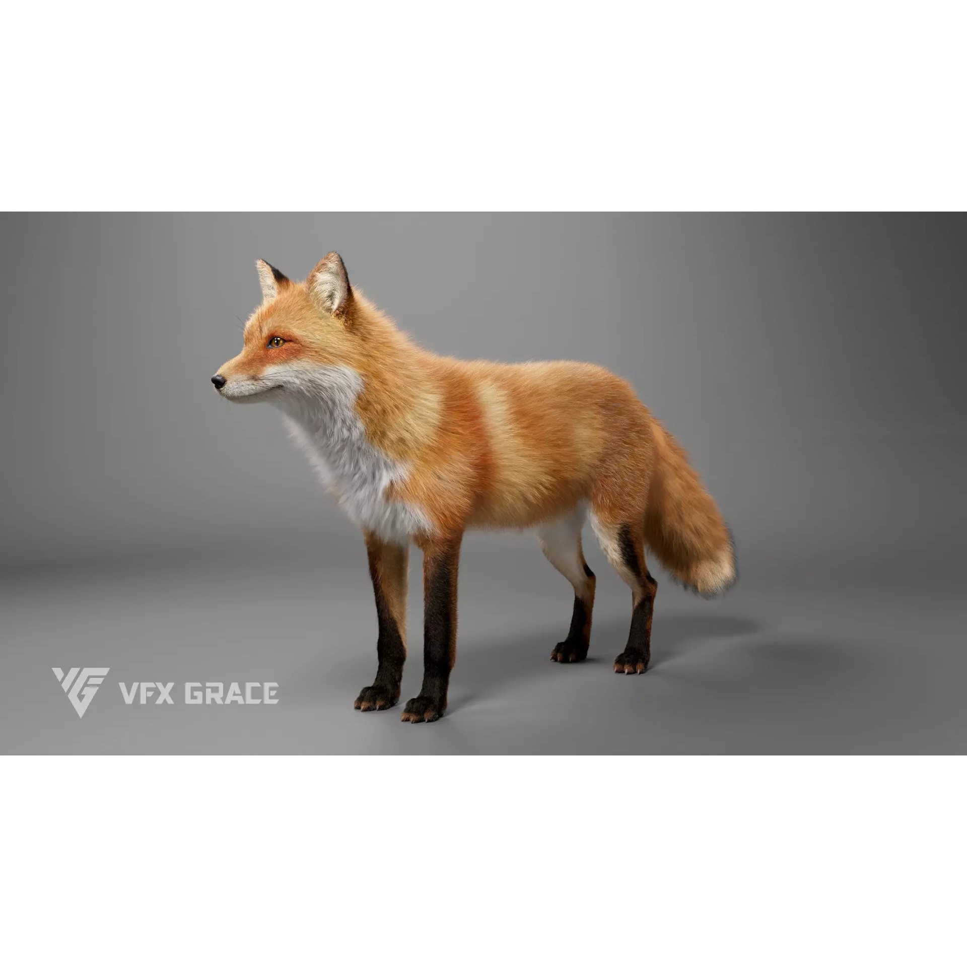 Red Fox Rigged - Game-Ready 3D Model - View 5