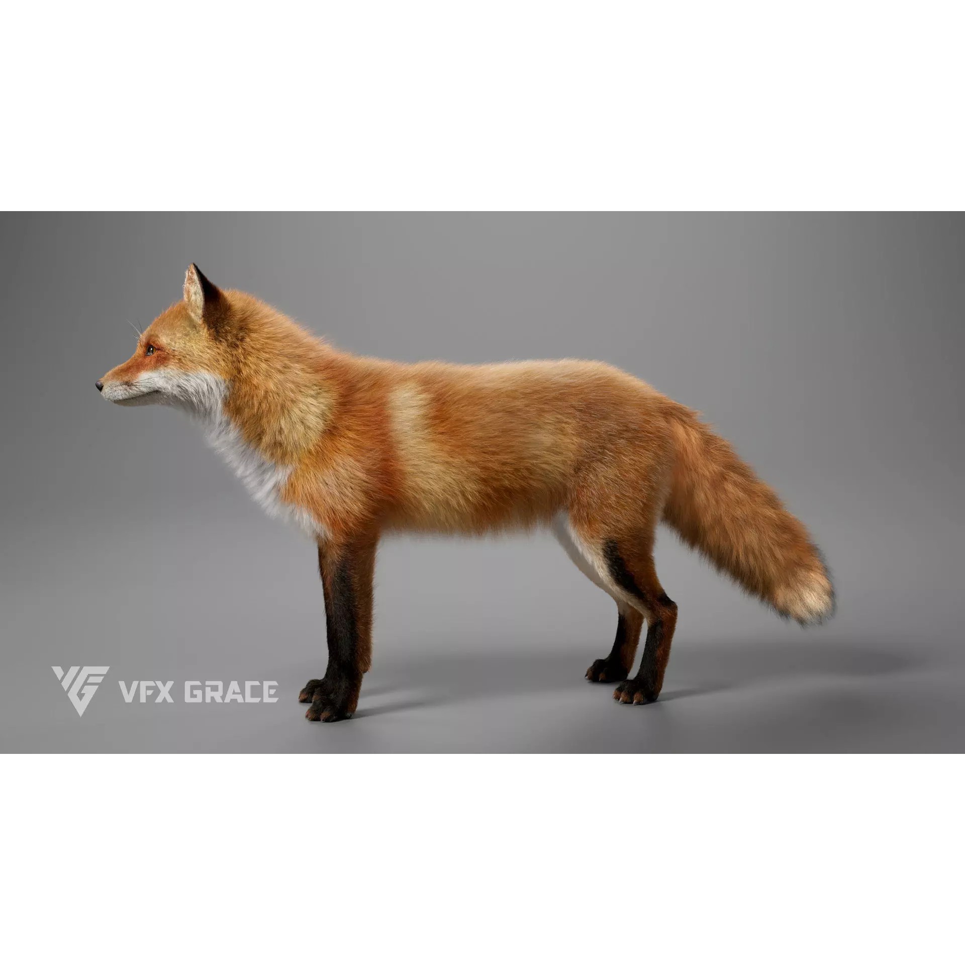 Red Fox Rigged - Game-Ready 3D Model - View 6