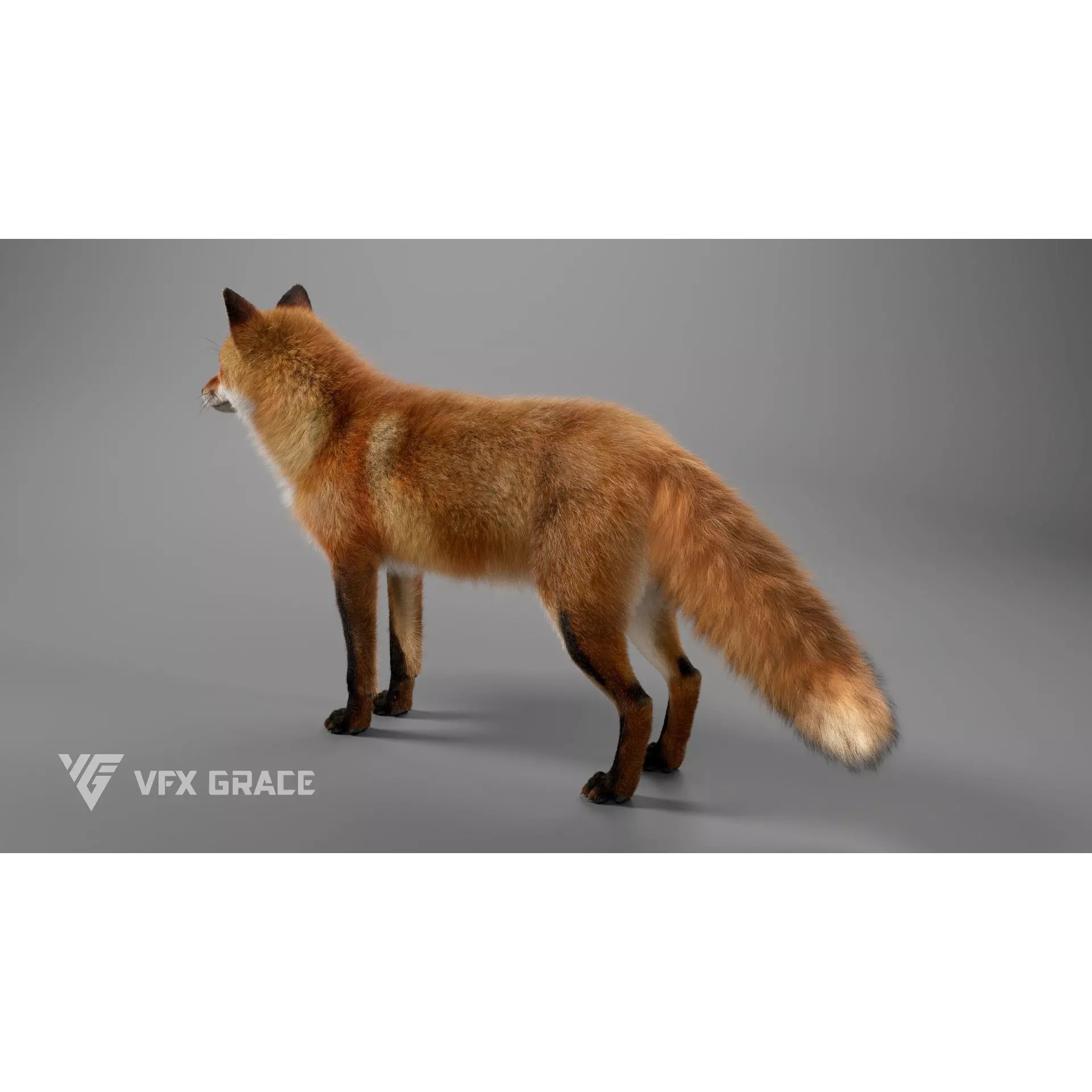 Red Fox Rigged - Game-Ready 3D Model - View 7