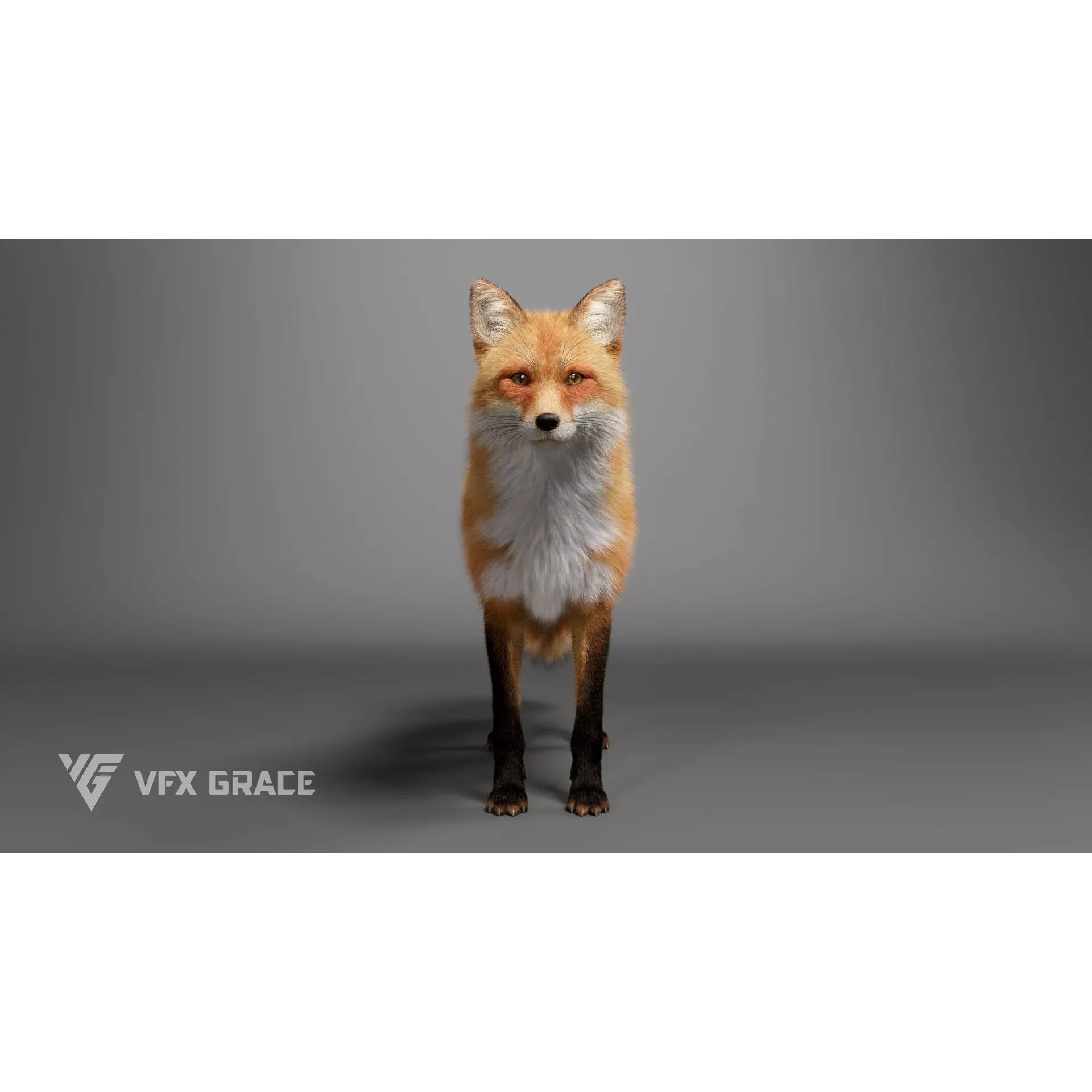 Red Fox Rigged - Game-Ready 3D Model - View 8