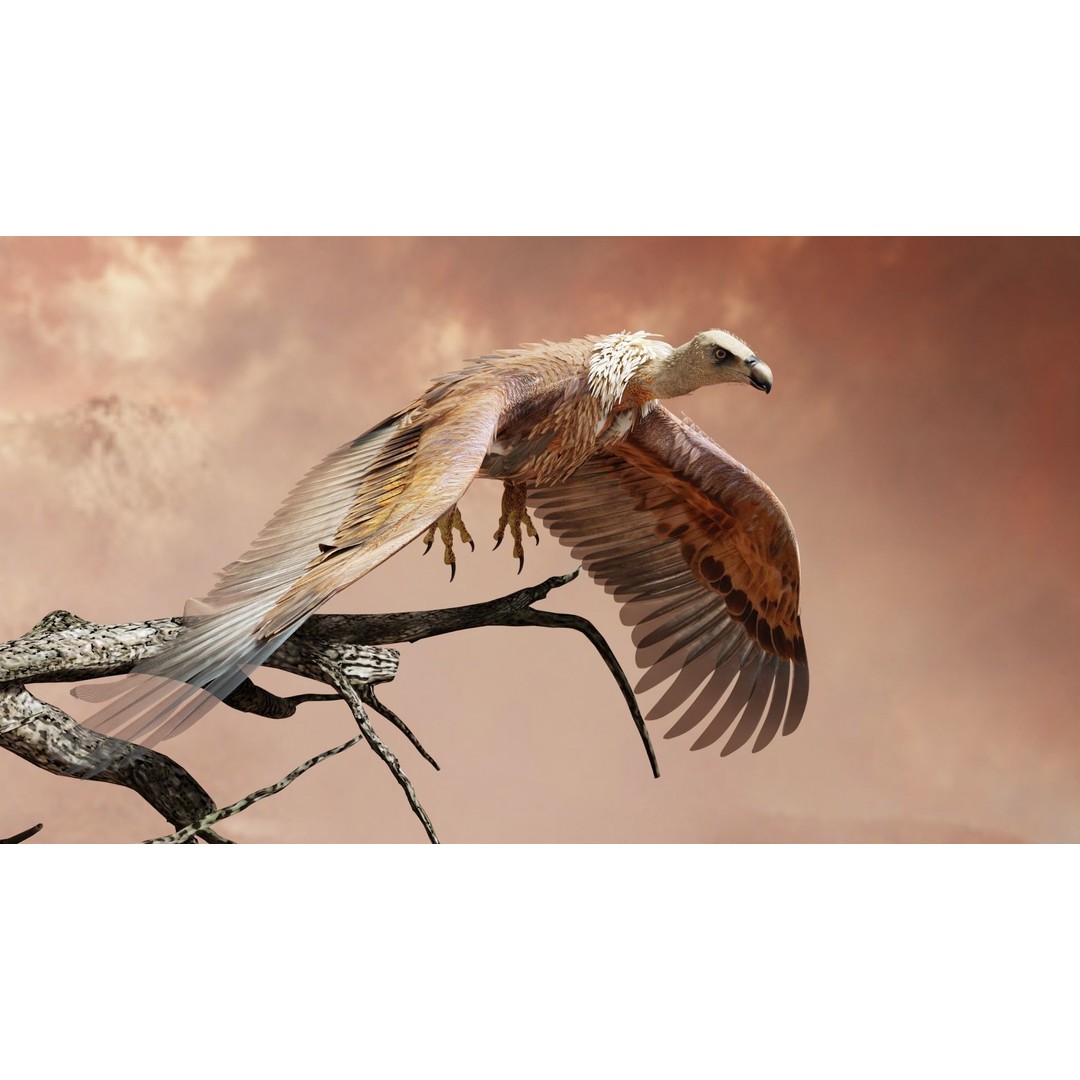 Griffon Vulture 3D Model – Rigged Low-Poly Asset for Blender - View 10