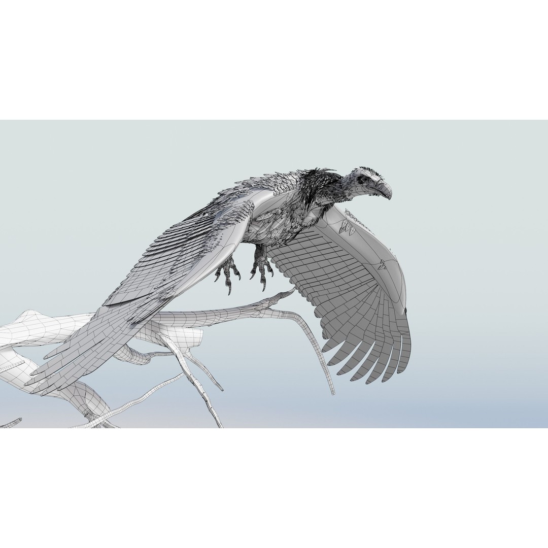 Griffon Vulture 3D Model – Rigged Low-Poly Asset for Blender - View 11