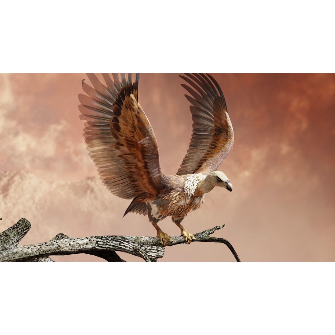 Griffon Vulture 3D Model – Rigged Low-Poly Asset for Blender - View 12