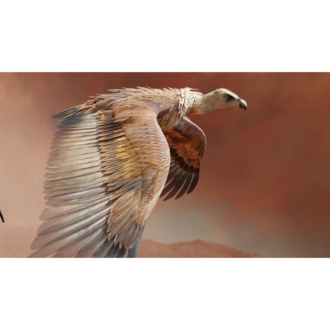 Griffon Vulture 3D Model – Rigged Low-Poly Asset for Blender - View 14