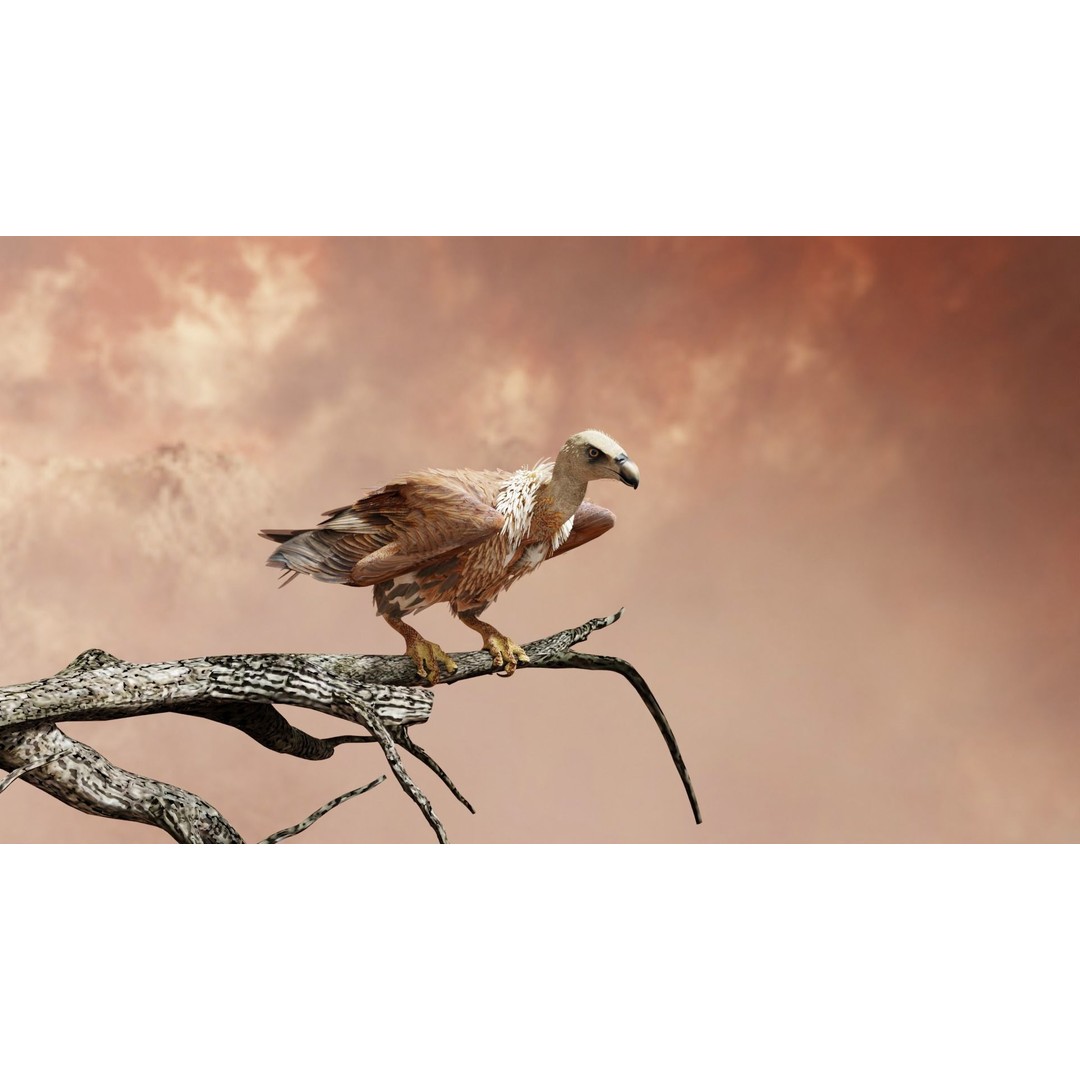 Griffon Vulture 3D Model – Rigged Low-Poly Asset for Blender - View 16