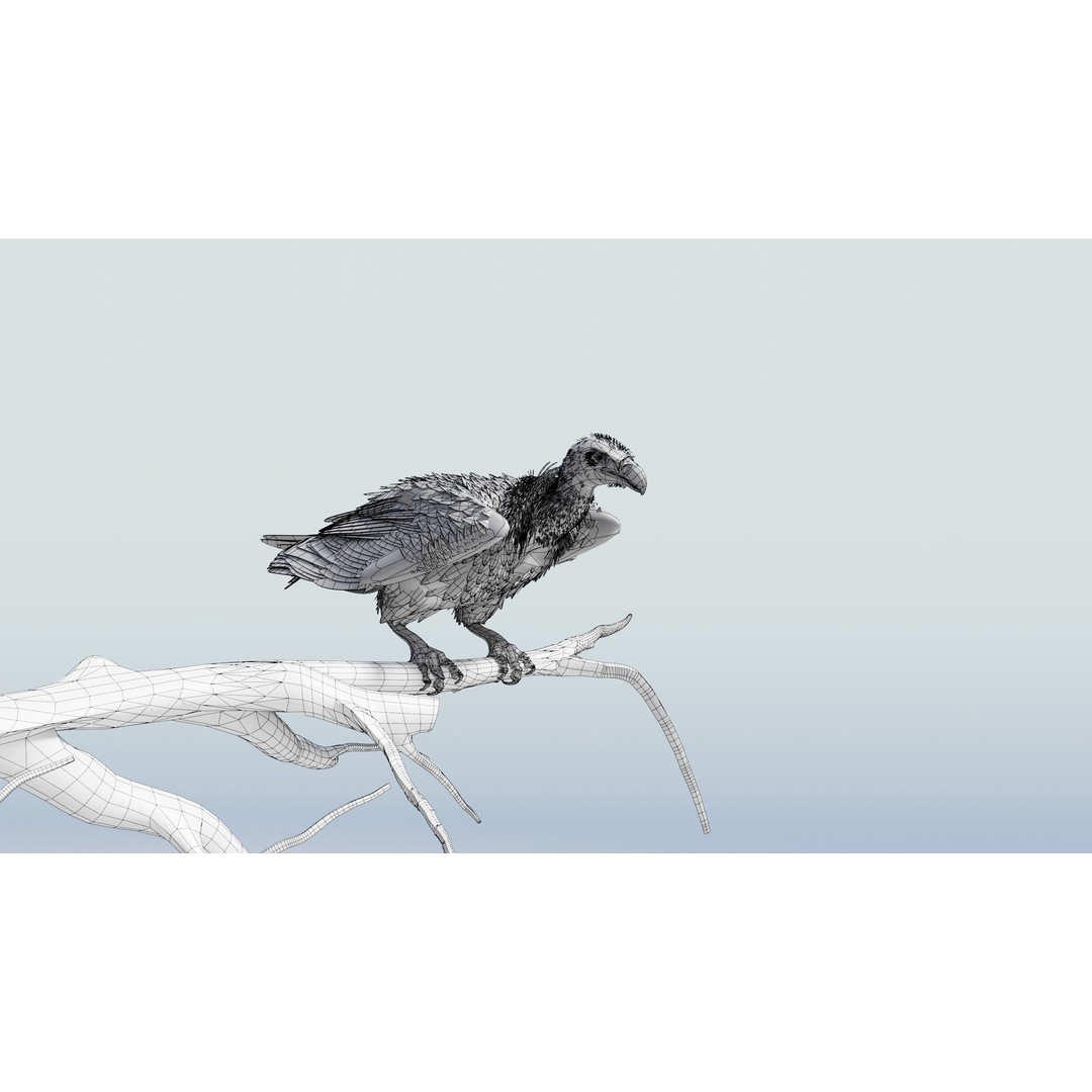 Griffon Vulture 3D Model – Rigged Low-Poly Asset for Blender - View 17