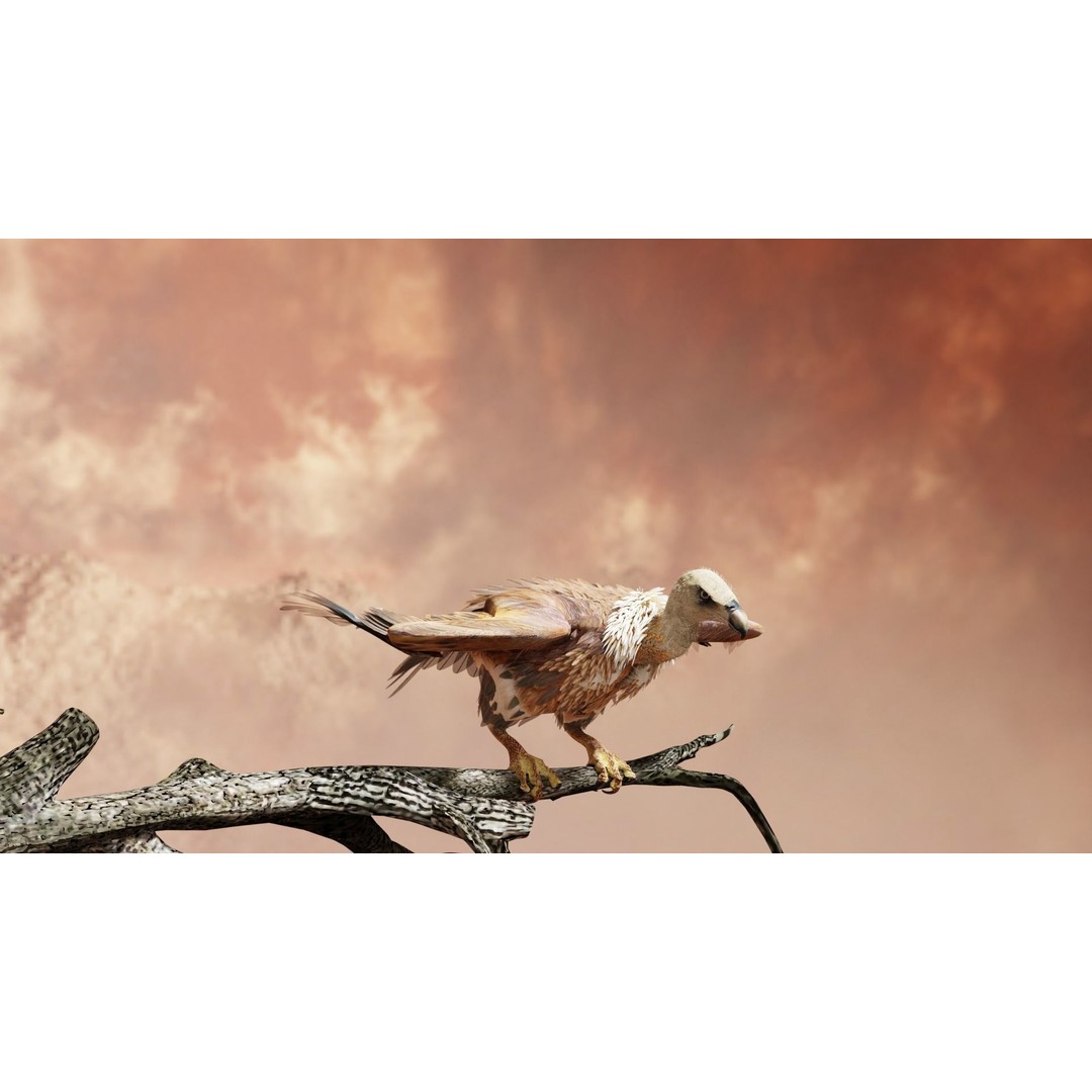 Griffon Vulture 3D Model – Rigged Low-Poly Asset for Blender - View 18