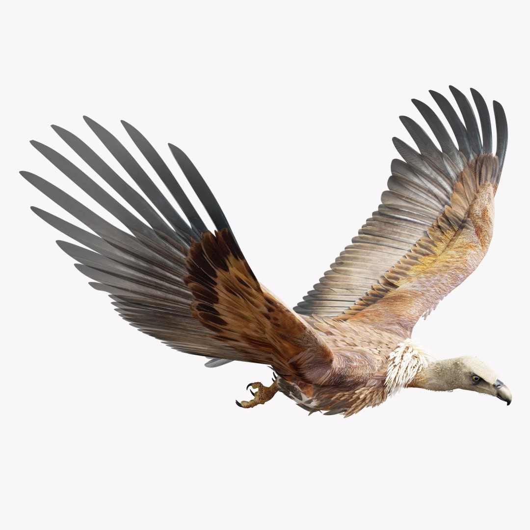 Griffon Vulture 3D Model – Rigged Low-Poly Asset for Blender - View 2