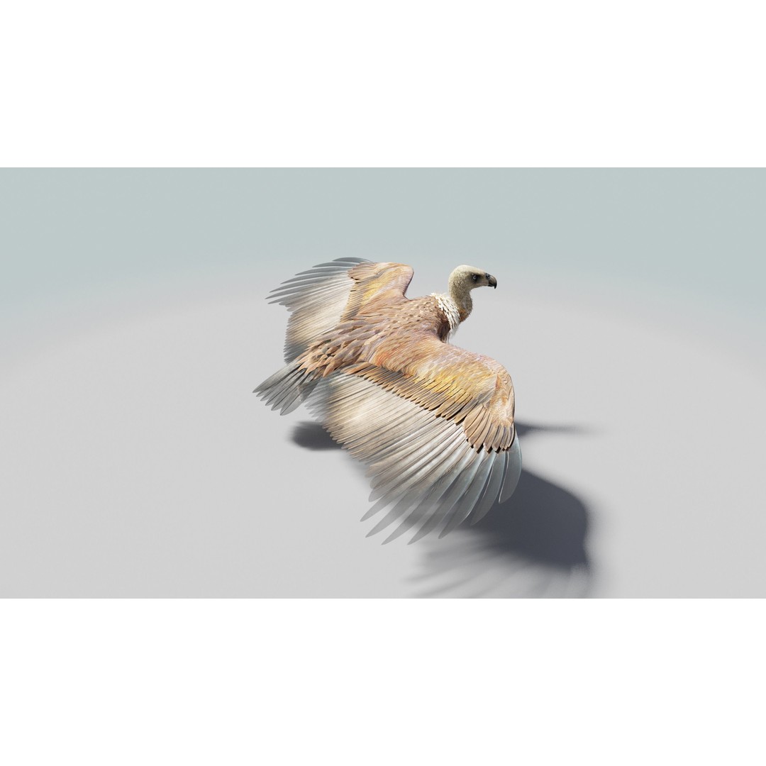 Griffon Vulture 3D Model – Rigged Low-Poly Asset for Blender - View 20