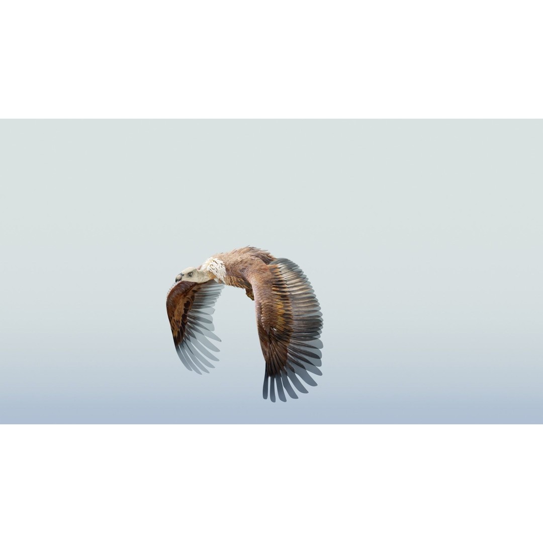 Griffon Vulture 3D Model – Rigged Low-Poly Asset for Blender - View 22