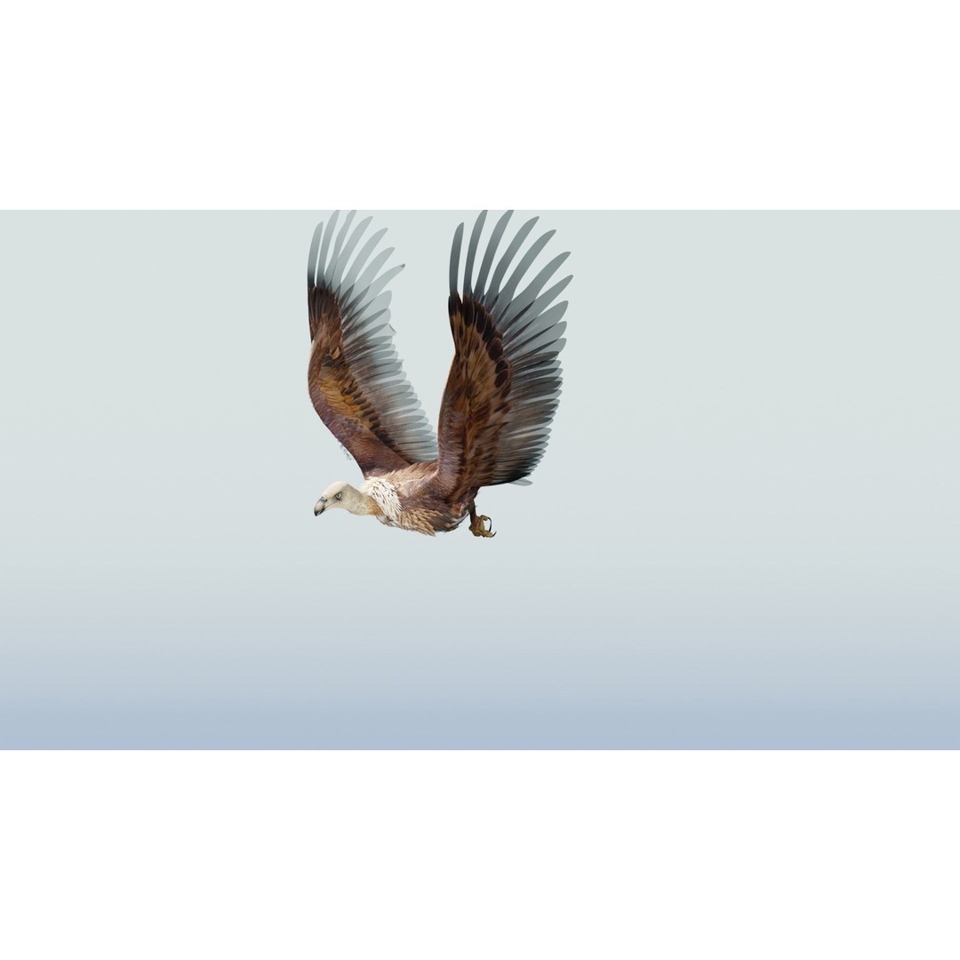 Griffon Vulture 3D Model – Rigged Low-Poly Asset for Blender - View 23