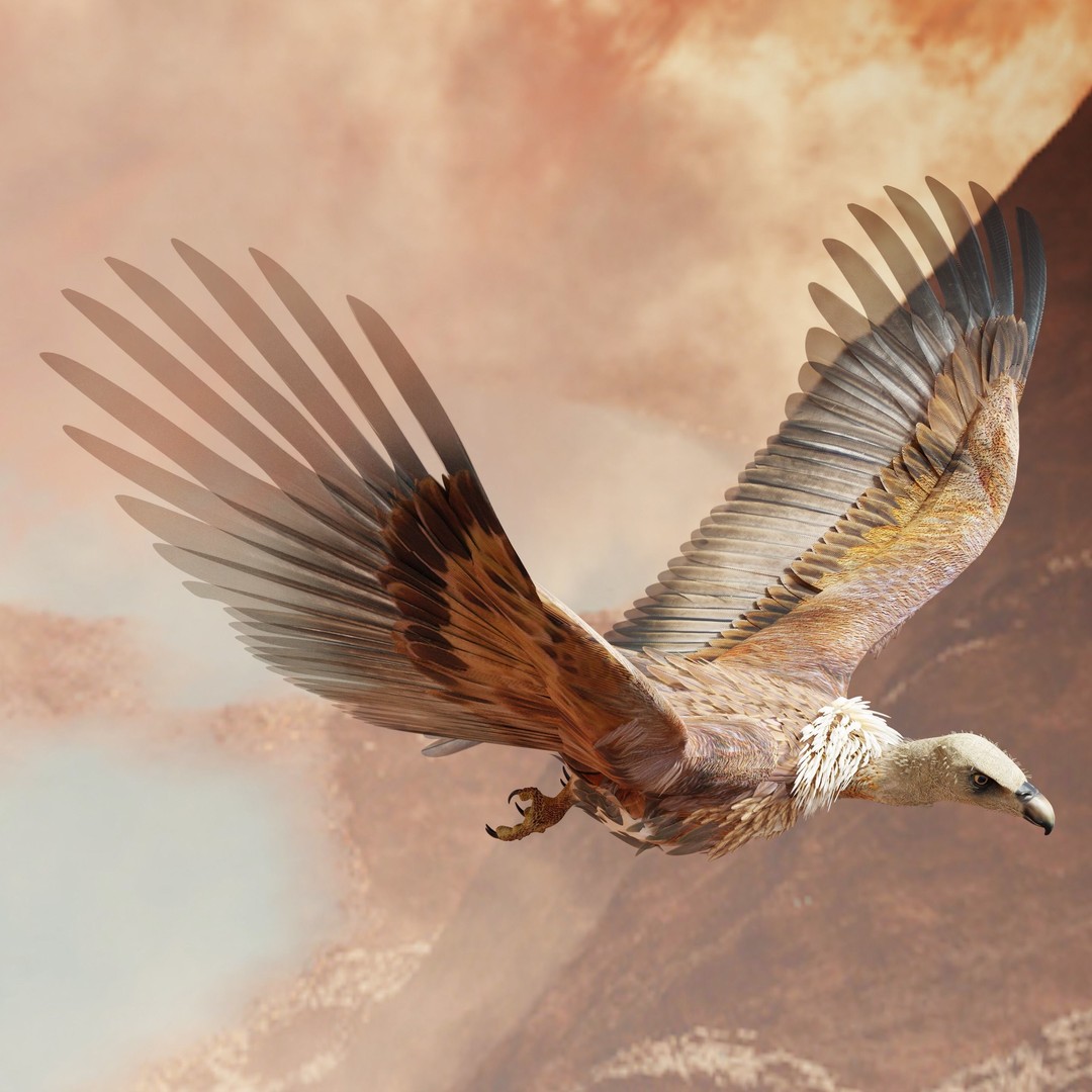 Griffon Vulture 3D Model – Rigged Low-Poly Asset for Blender - View 3