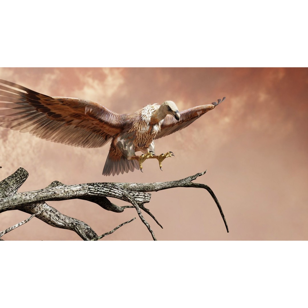 Griffon Vulture 3D Model – Rigged Low-Poly Asset for Blender - View 8