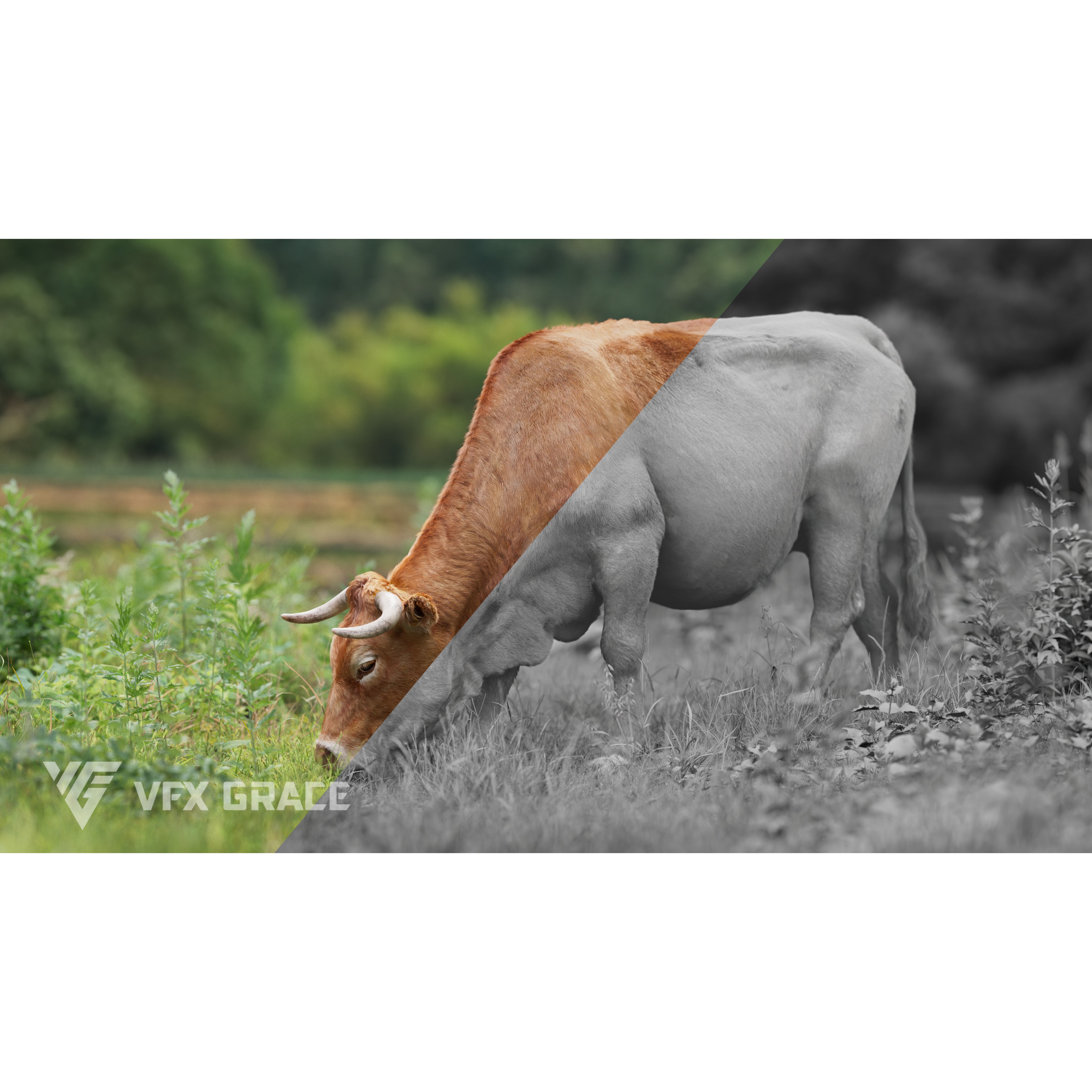 Cattle Cow - Animated Rigged Game-Ready 3D Model - View 10