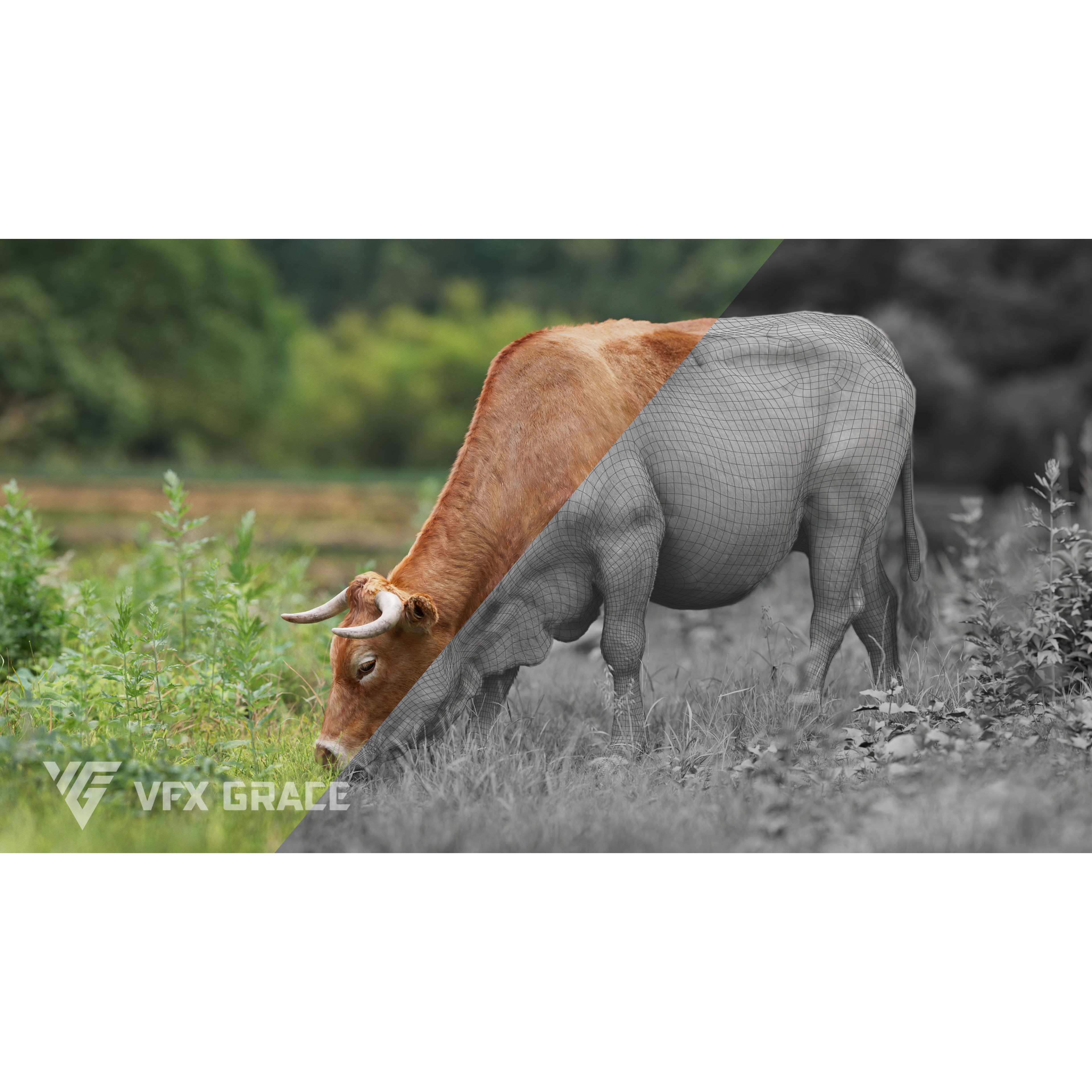 Cattle Cow - Animated Rigged Game-Ready 3D Model - View 11