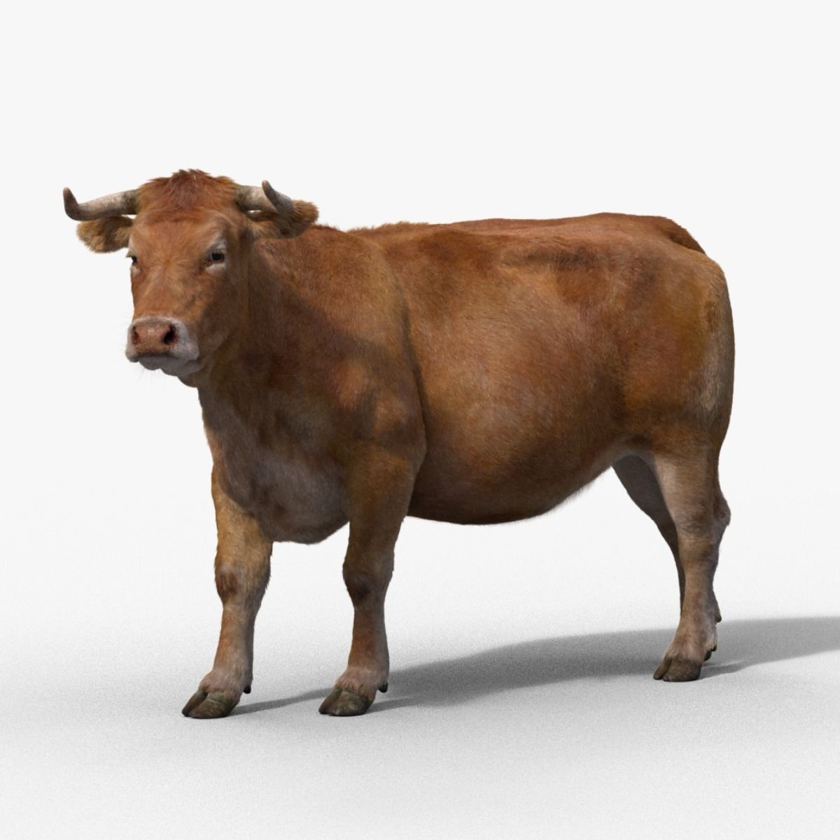 Cattle Cow - Animated Rigged Game-Ready 3D Model - View 12