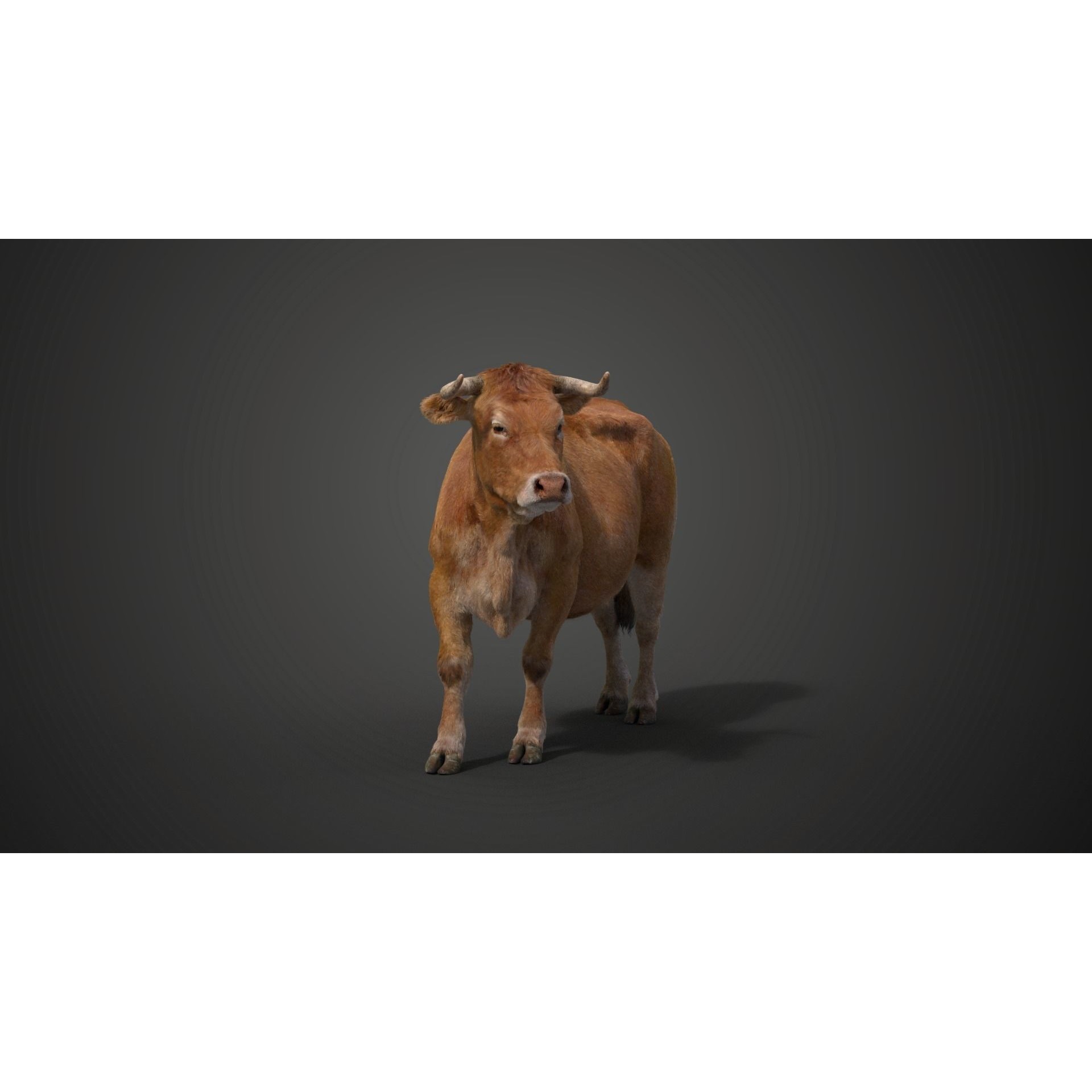 Cattle Cow - Animated Rigged Game-Ready 3D Model - View 13