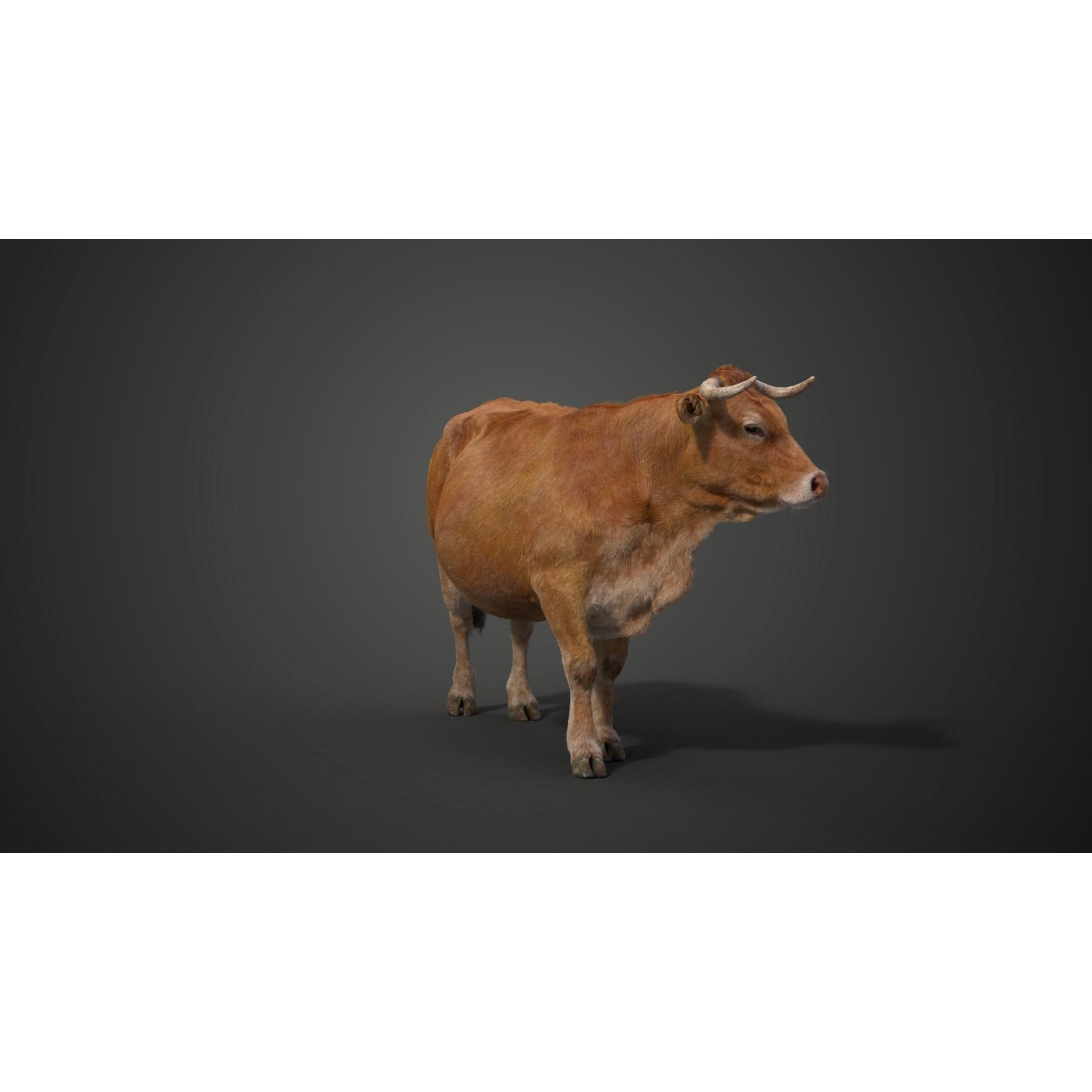 Cattle Cow - Animated Rigged Game-Ready 3D Model - View 14