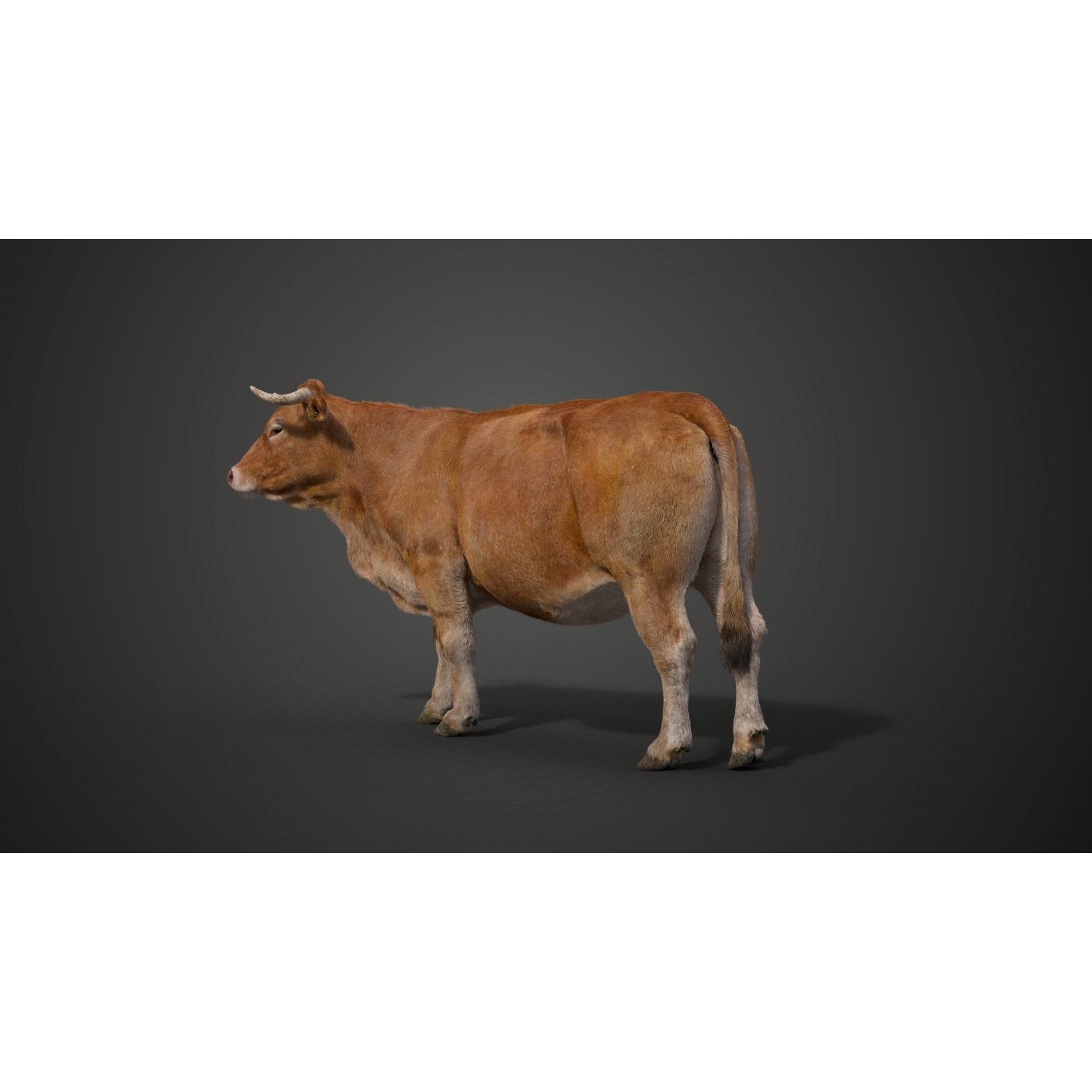 Cattle Cow - Animated Rigged Game-Ready 3D Model - View 16