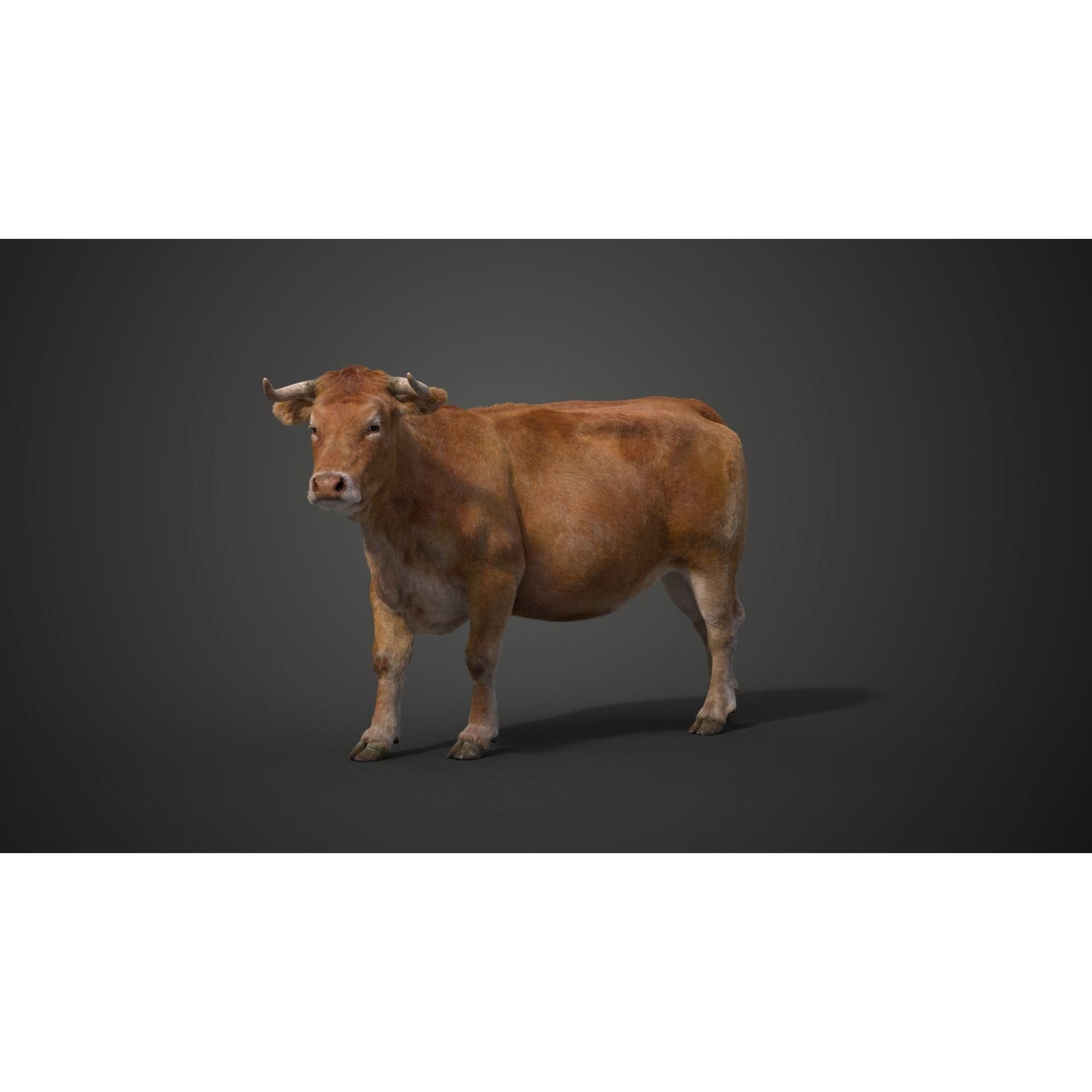 Cattle Cow - Animated Rigged Game-Ready 3D Model - View 17