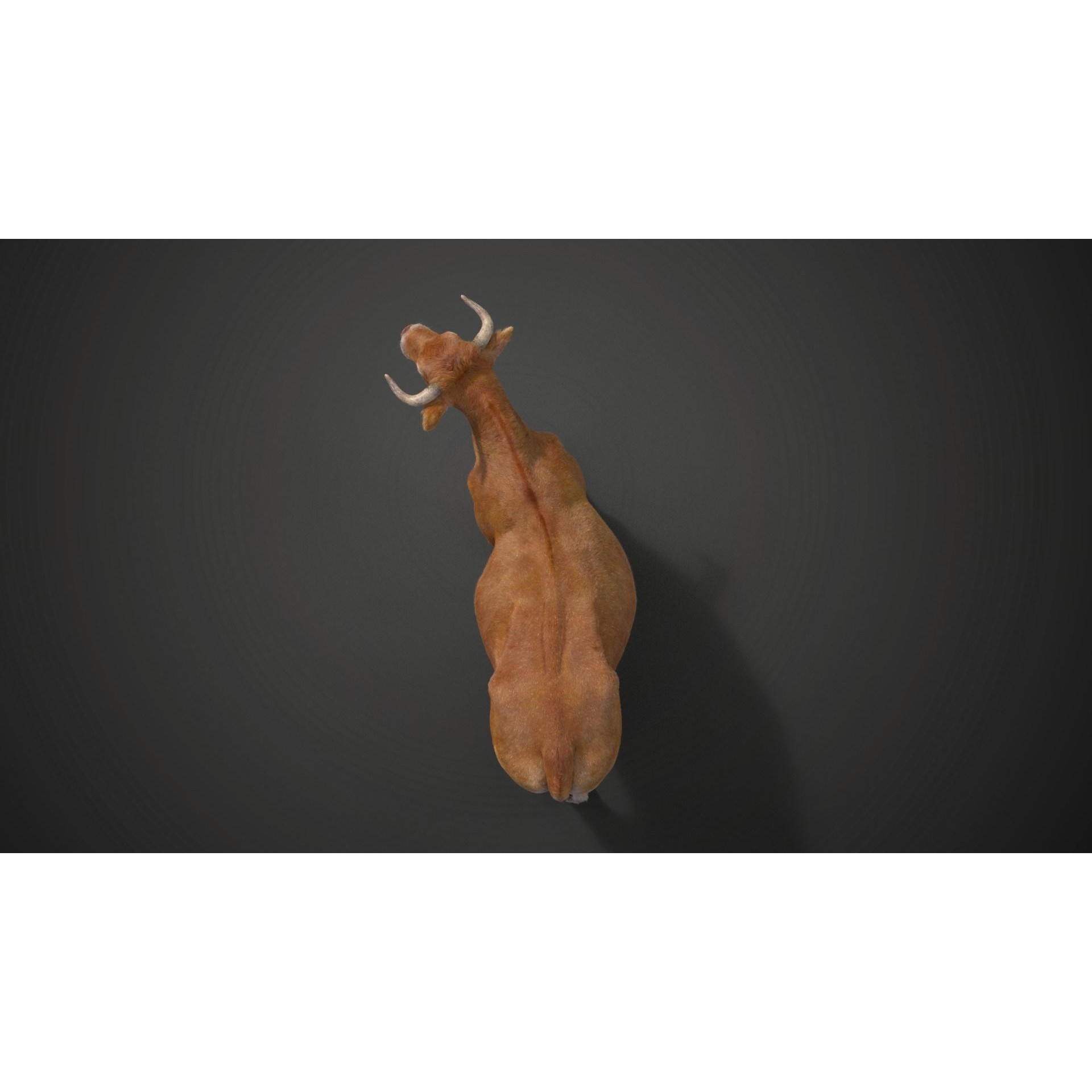 Cattle Cow - Animated Rigged Game-Ready 3D Model - View 18