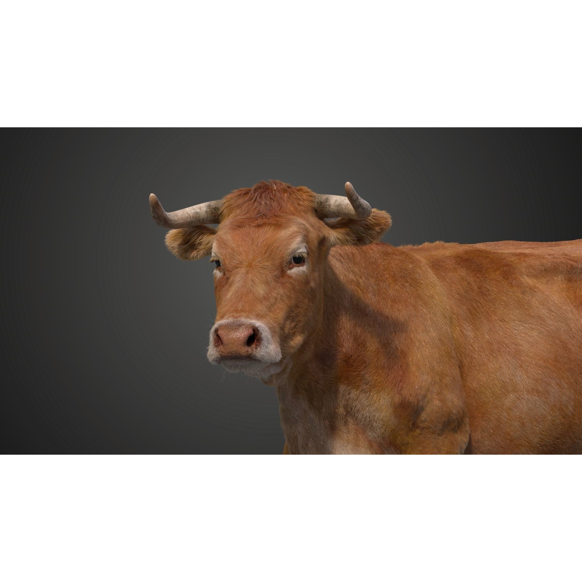Cattle Cow - Animated Rigged Game-Ready 3D Model - View 19