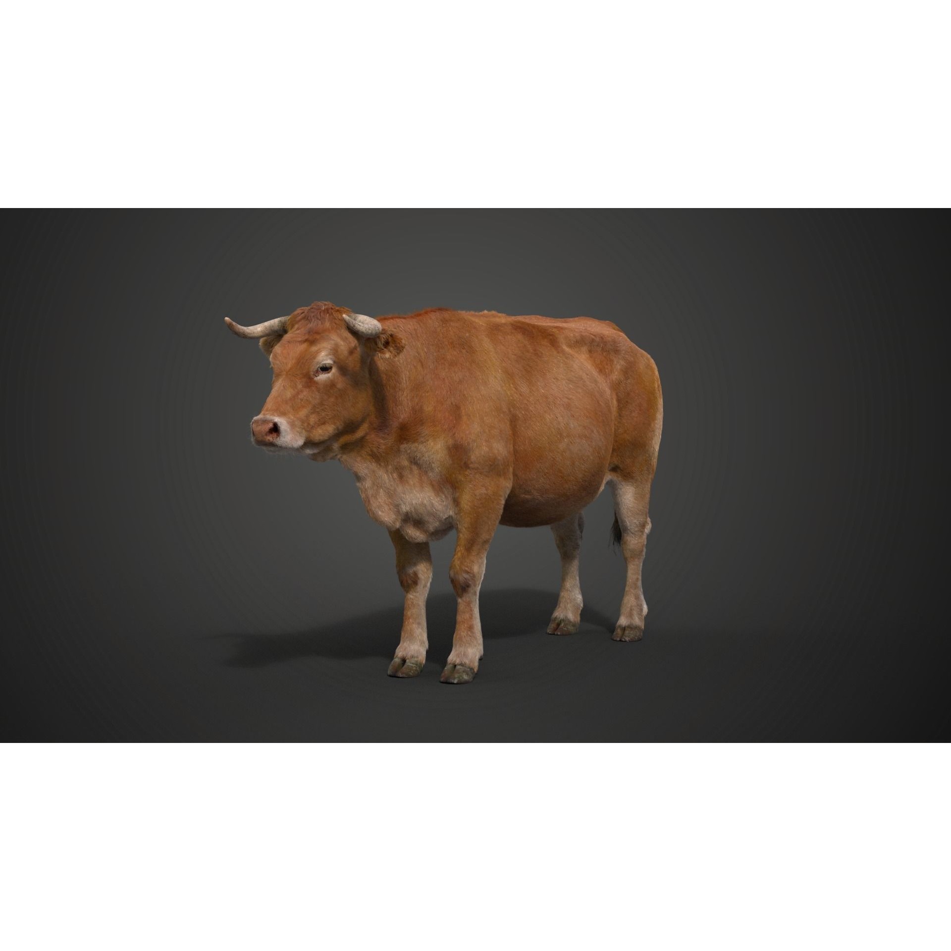 Cattle Cow - Animated Rigged Game-Ready 3D Model - View 20