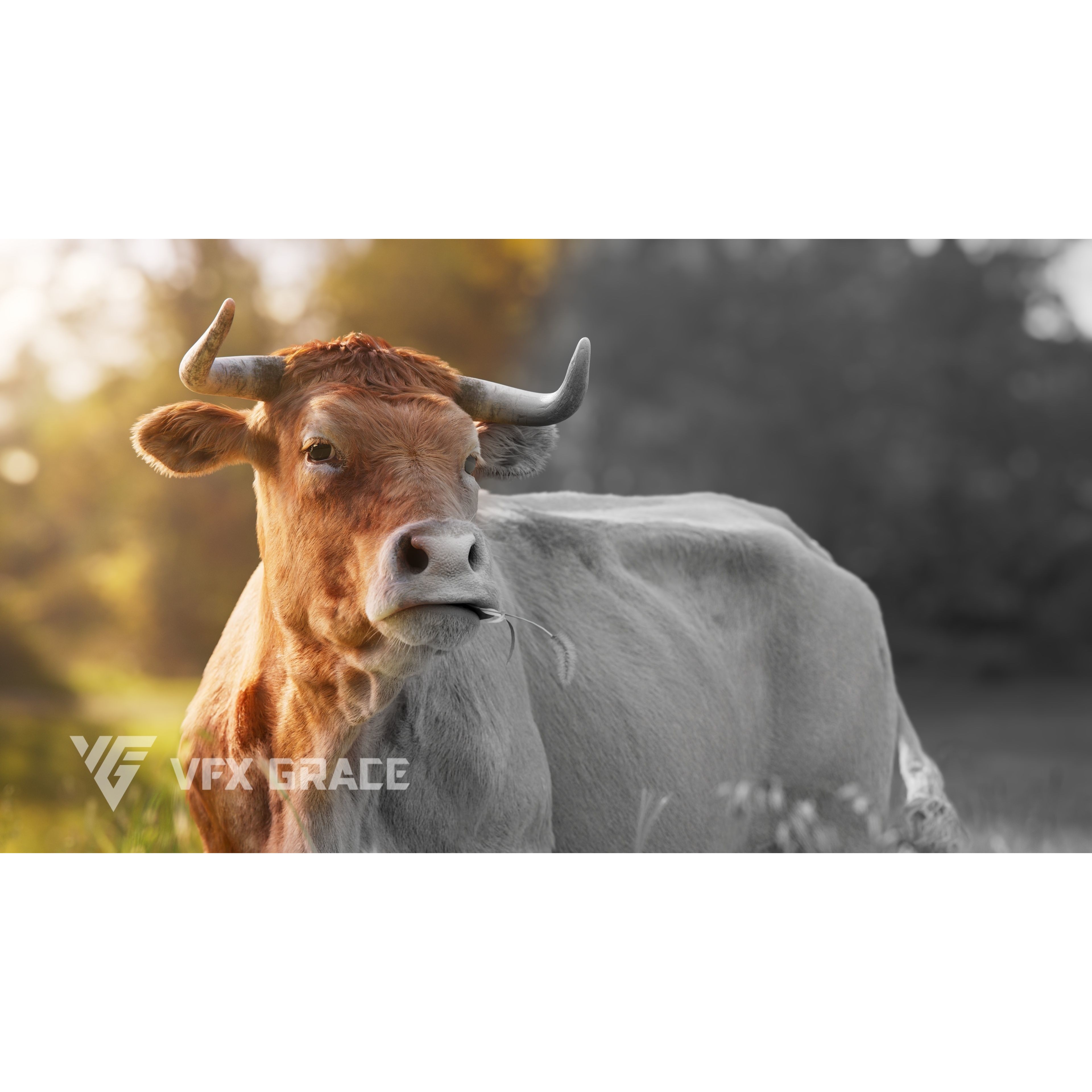 Cattle Cow - Animated Rigged Game-Ready 3D Model - View 4