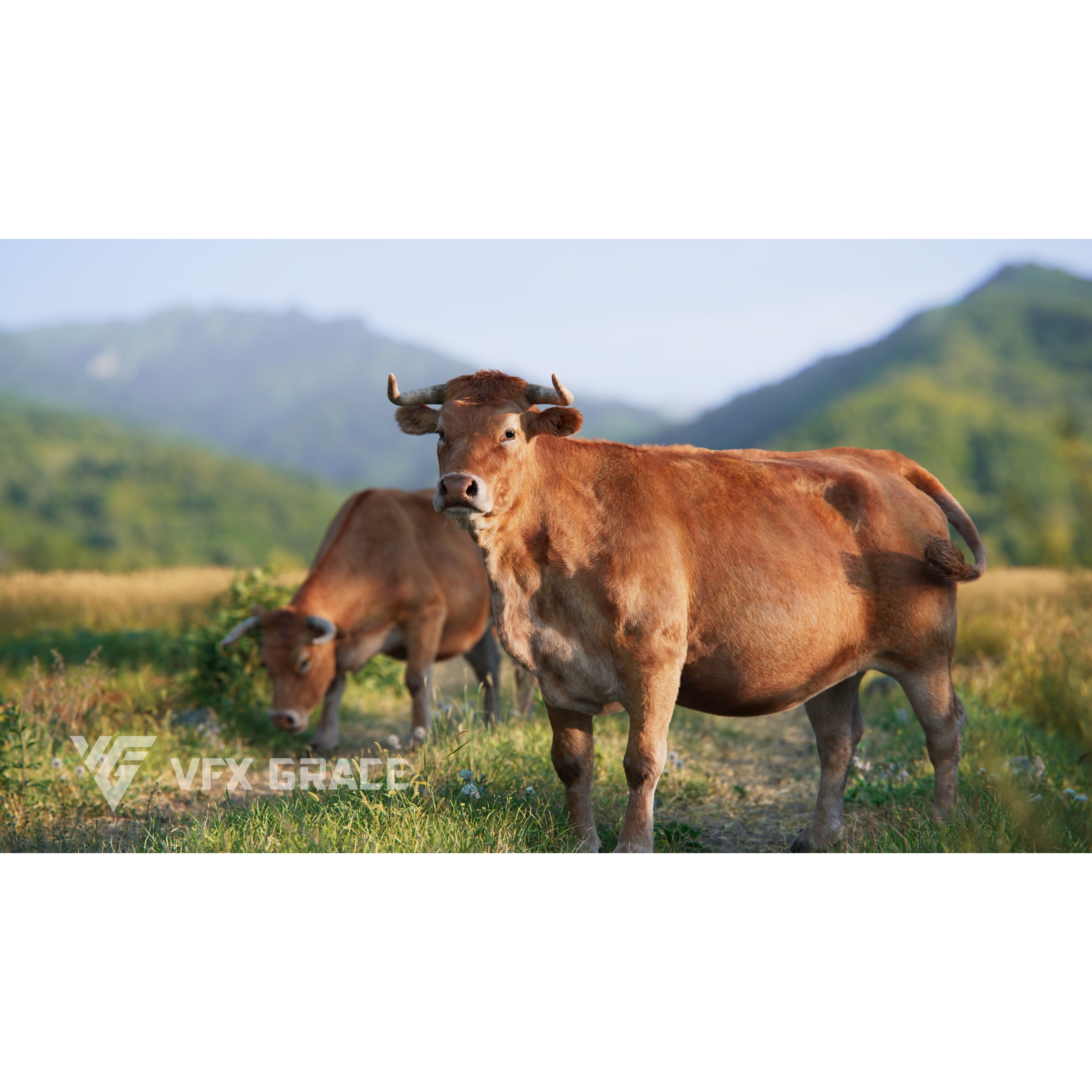 Cattle Cow - Animated Rigged Game-Ready 3D Model - View 6