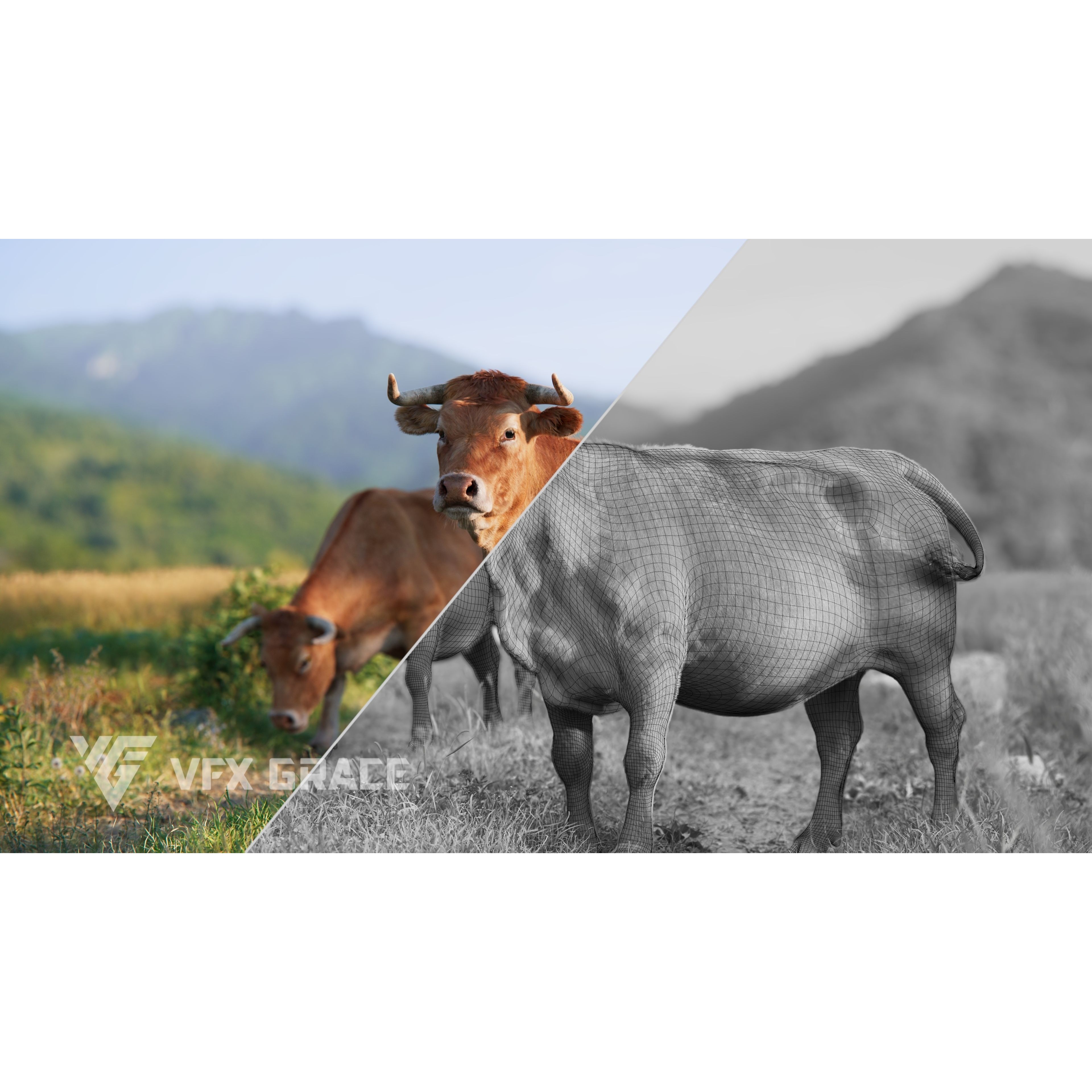 Cattle Cow - Animated Rigged Game-Ready 3D Model - View 7