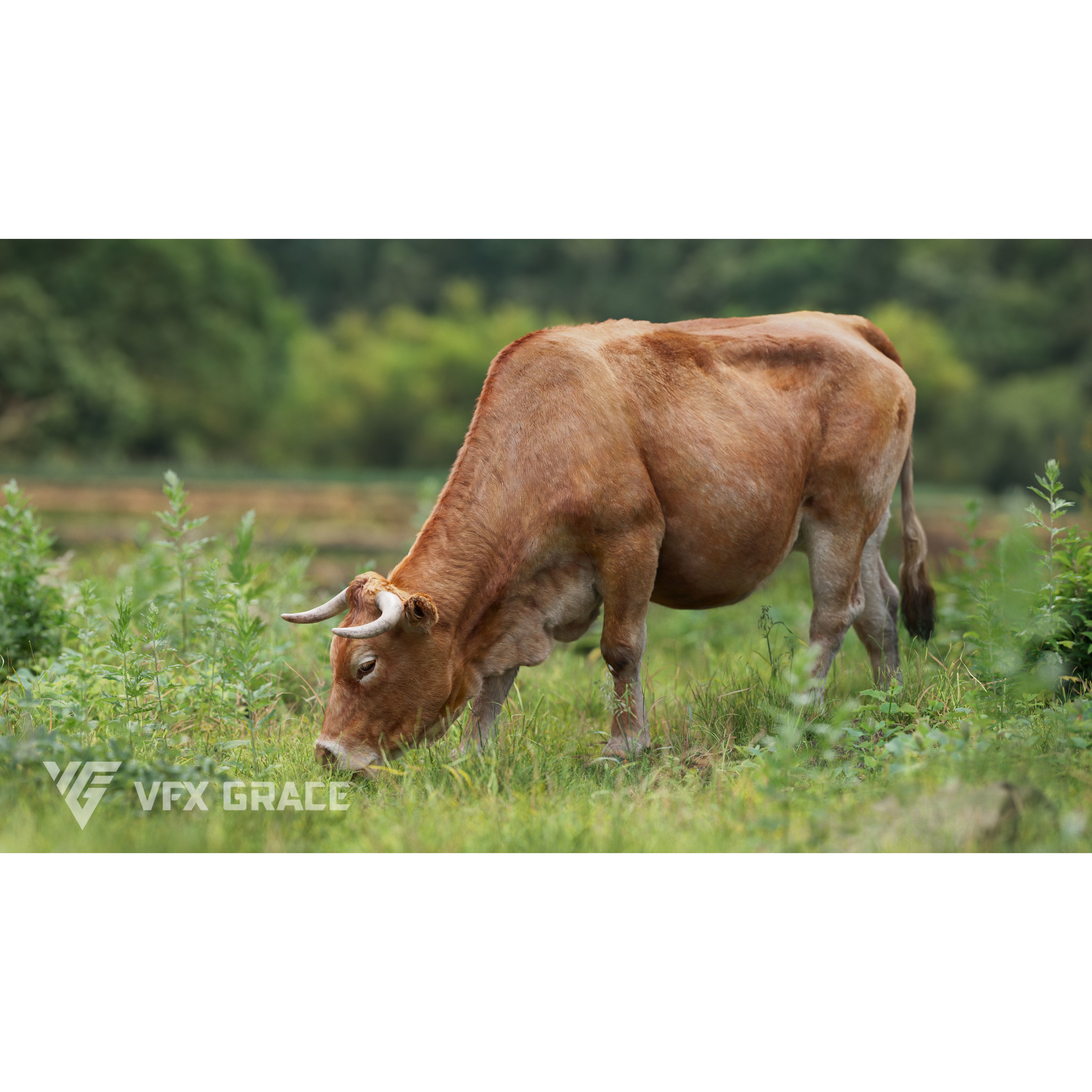 Cattle Cow - Animated Rigged Game-Ready 3D Model - View 9