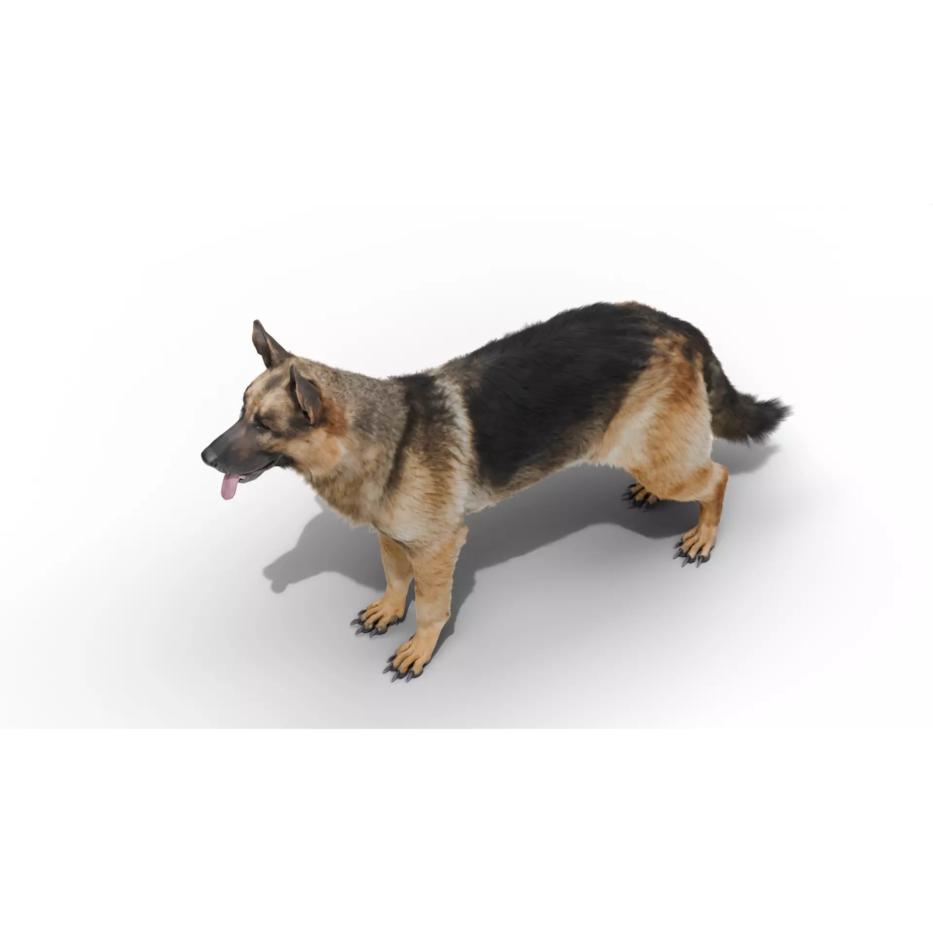 Shepherd German - Low-Poly Game-Ready 3D Model - View 10