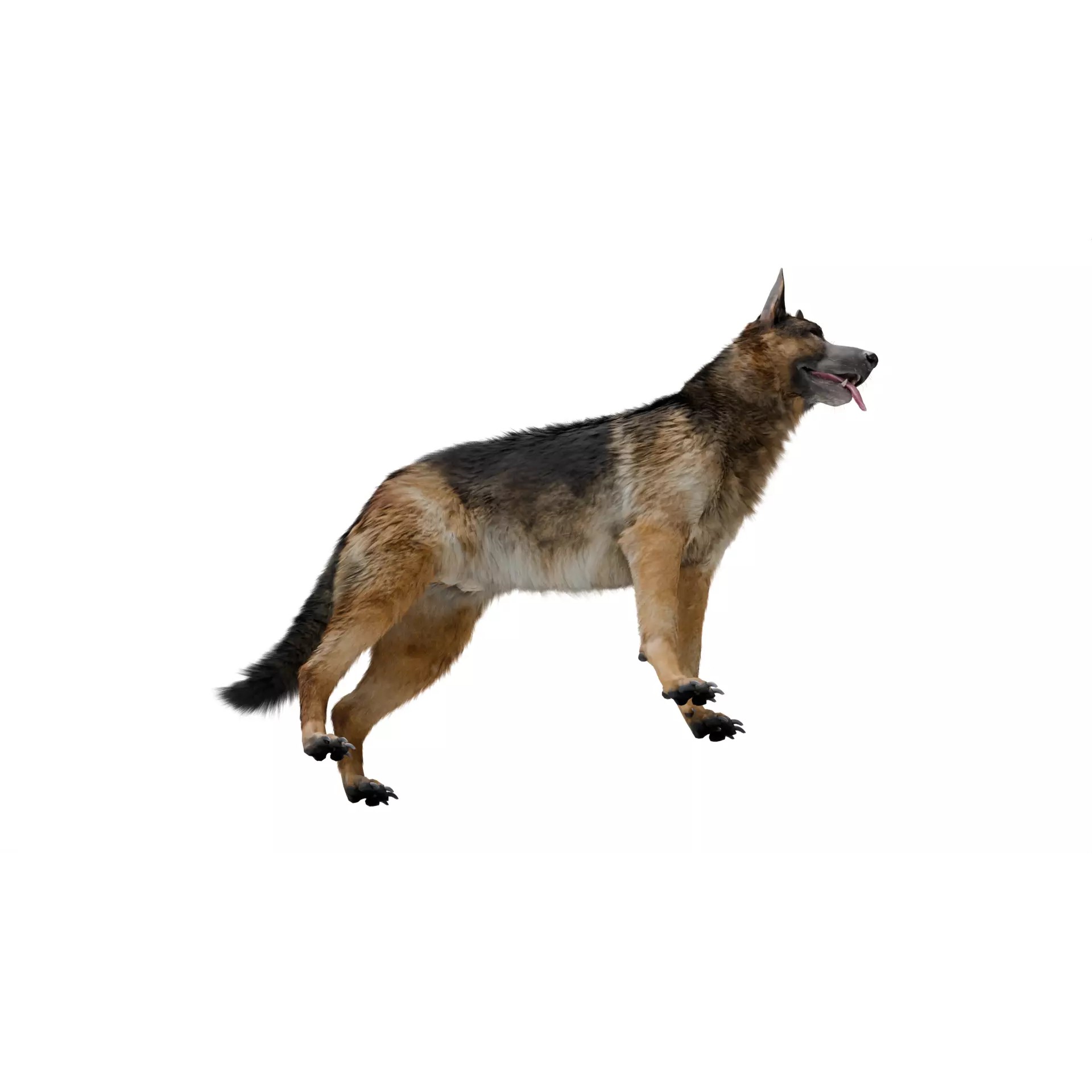 Shepherd German - Low-Poly Game-Ready 3D Model - View 11
