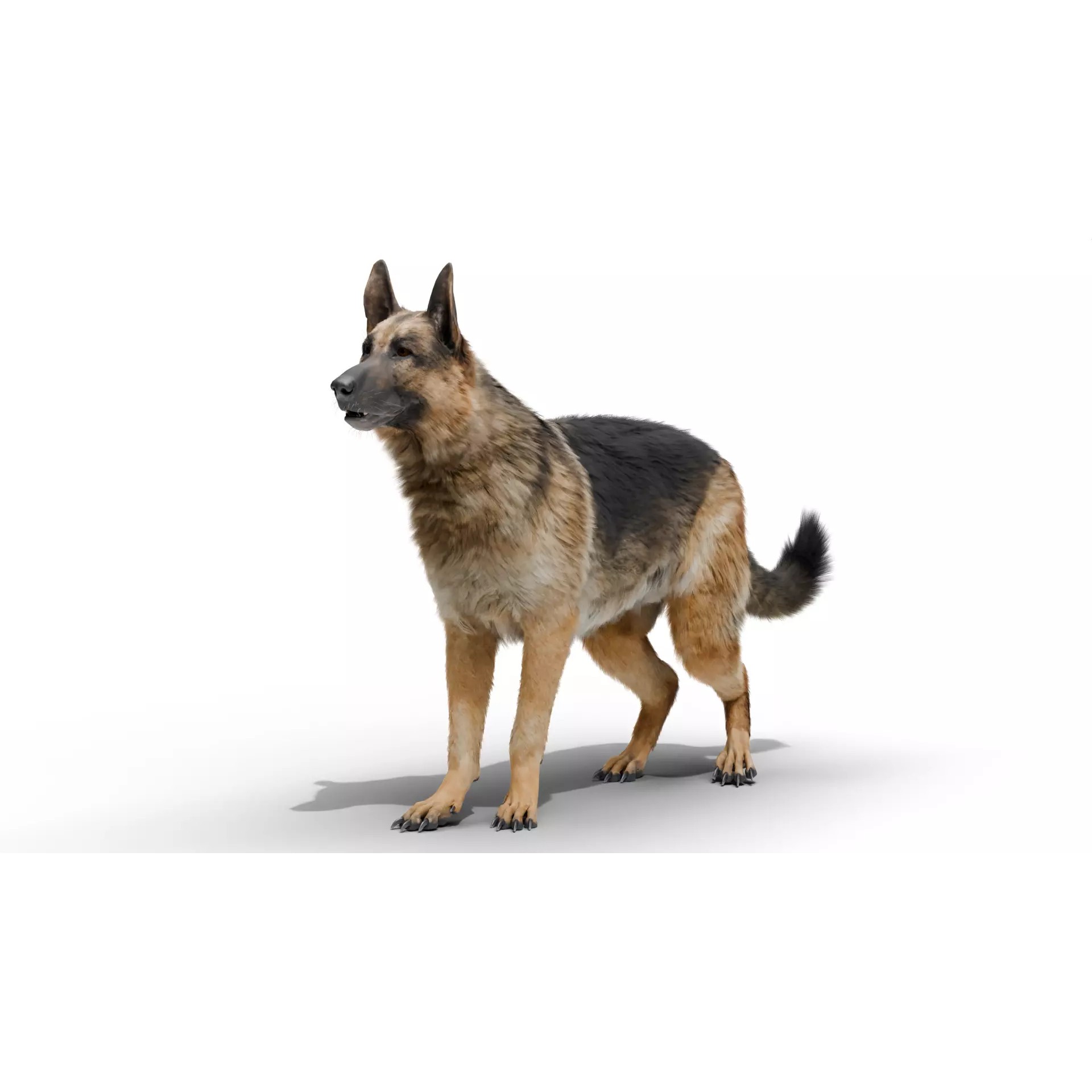 Shepherd German - Low-Poly Game-Ready 3D Model - View 2