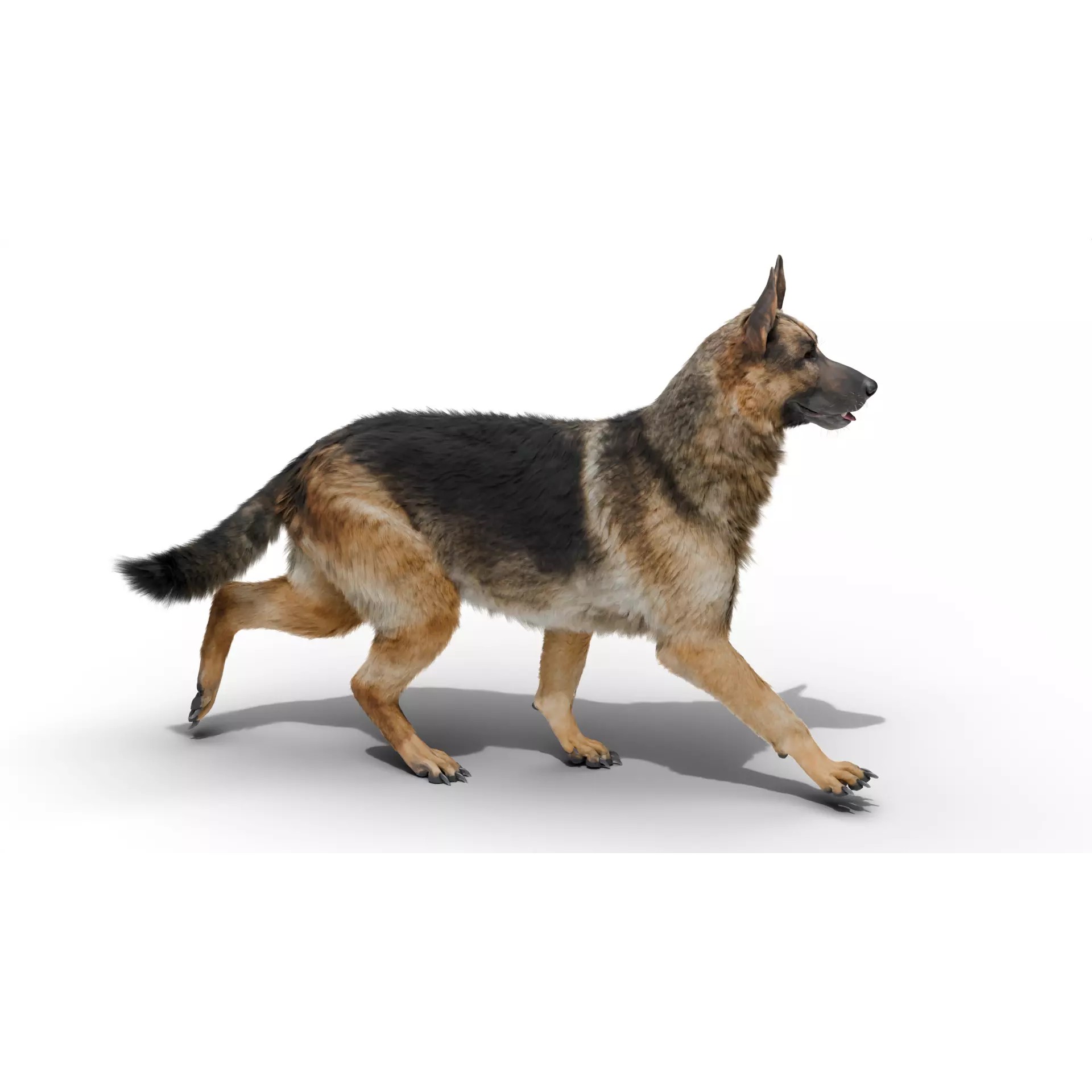 Shepherd German - Low-Poly Game-Ready 3D Model - View 5