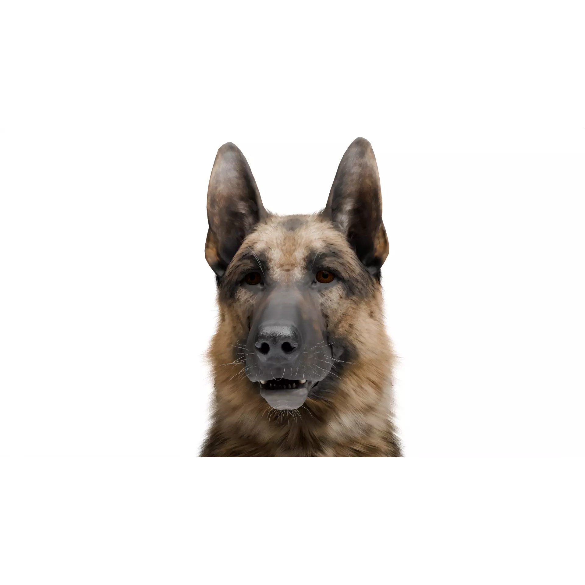 Shepherd German - Low-Poly Game-Ready 3D Model - View 6