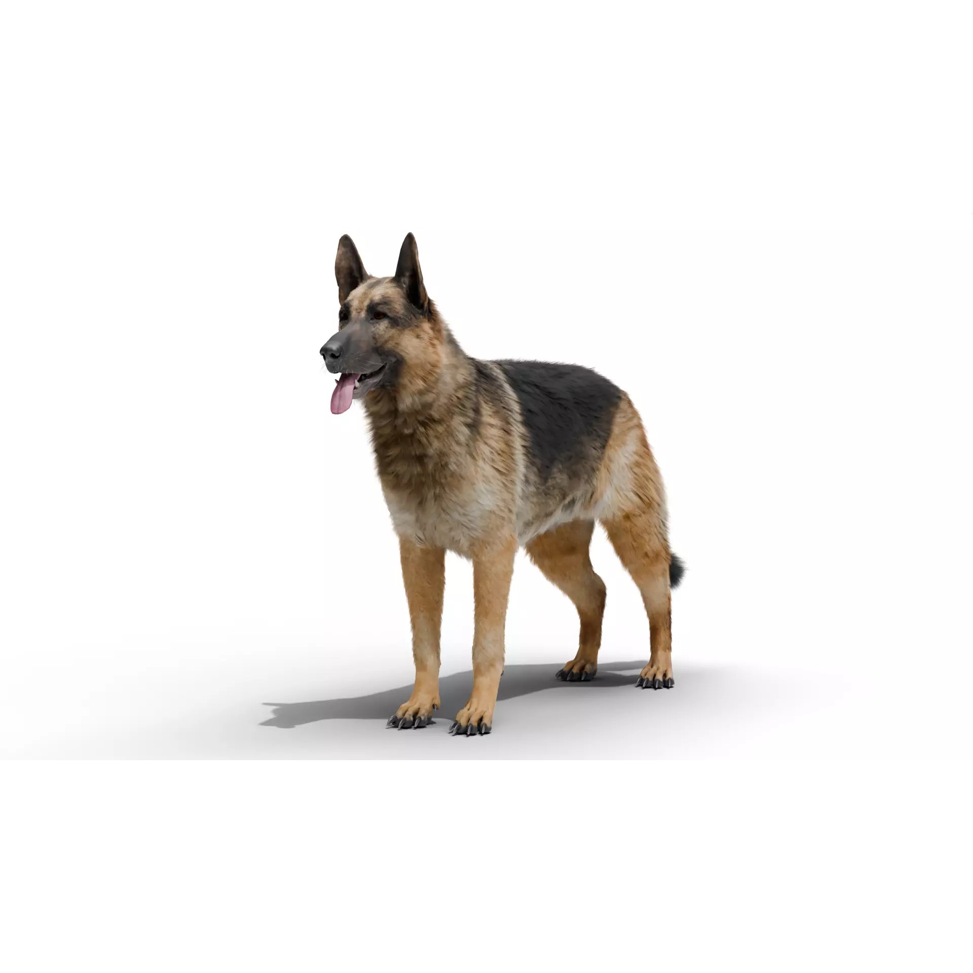Shepherd German - Low-Poly Game-Ready 3D Model - View 7