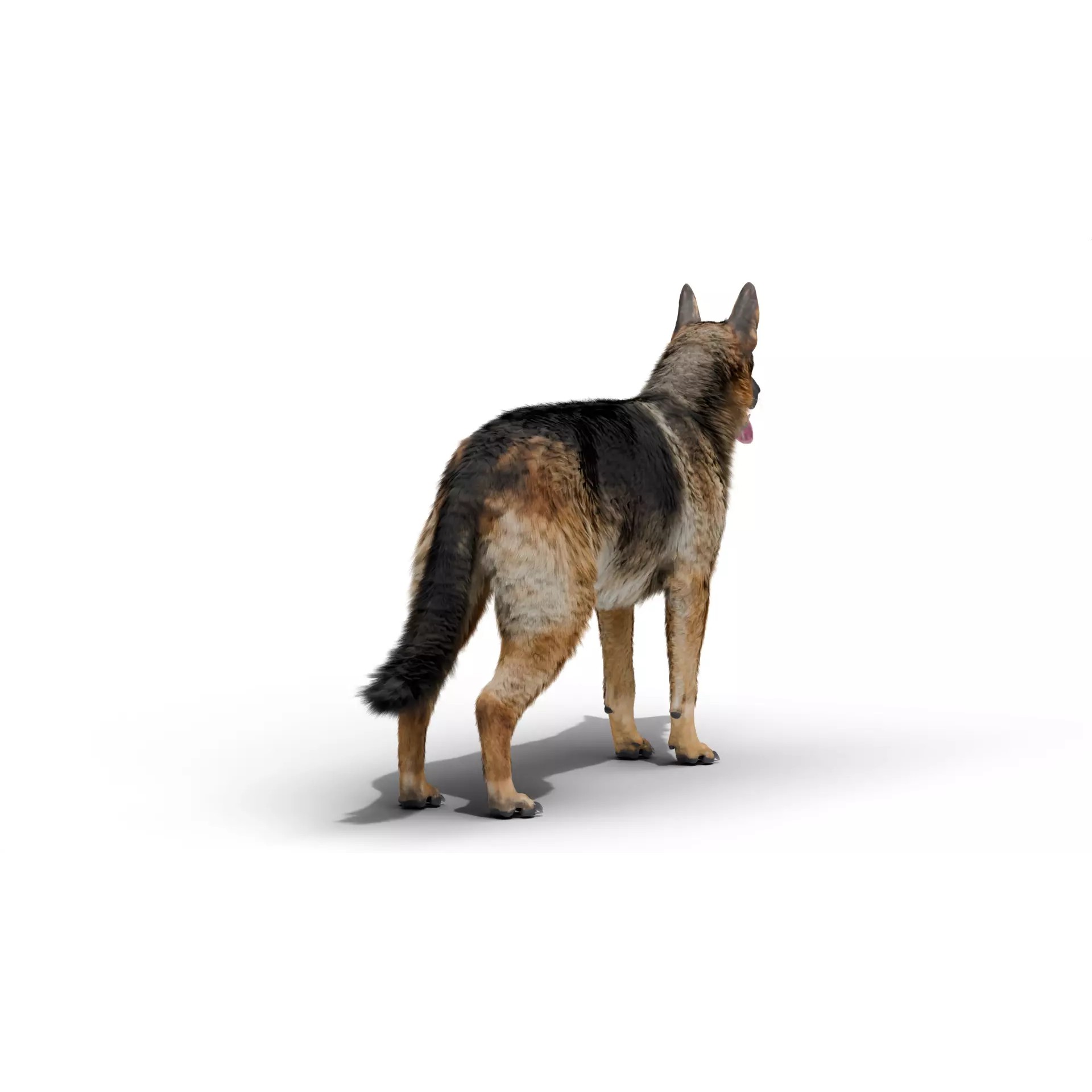 Shepherd German - Low-Poly Game-Ready 3D Model - View 8