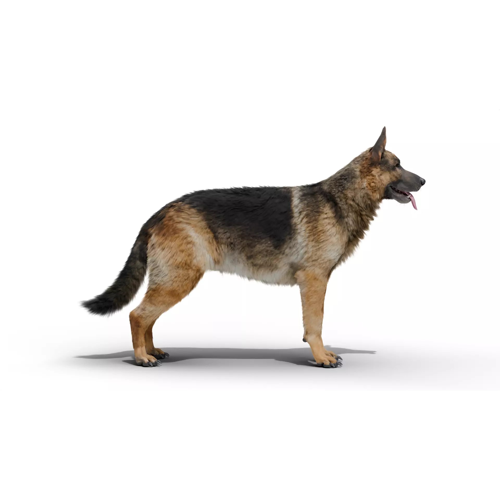 Shepherd German - Low-Poly Game-Ready 3D Model - View 9