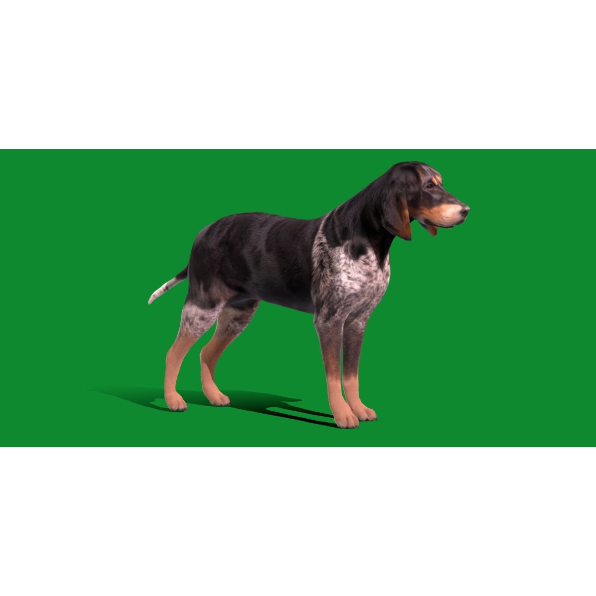 Grand Bleu De Gascogne Dog - Low-Poly Game-Ready 3D Model - View 12