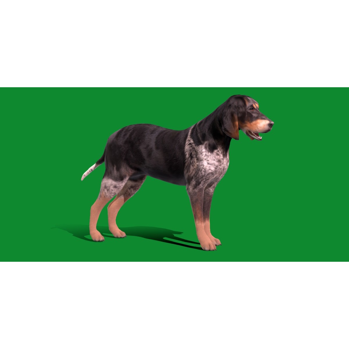 Grand Bleu De Gascogne Dog - Low-Poly Game-Ready 3D Model - View 25